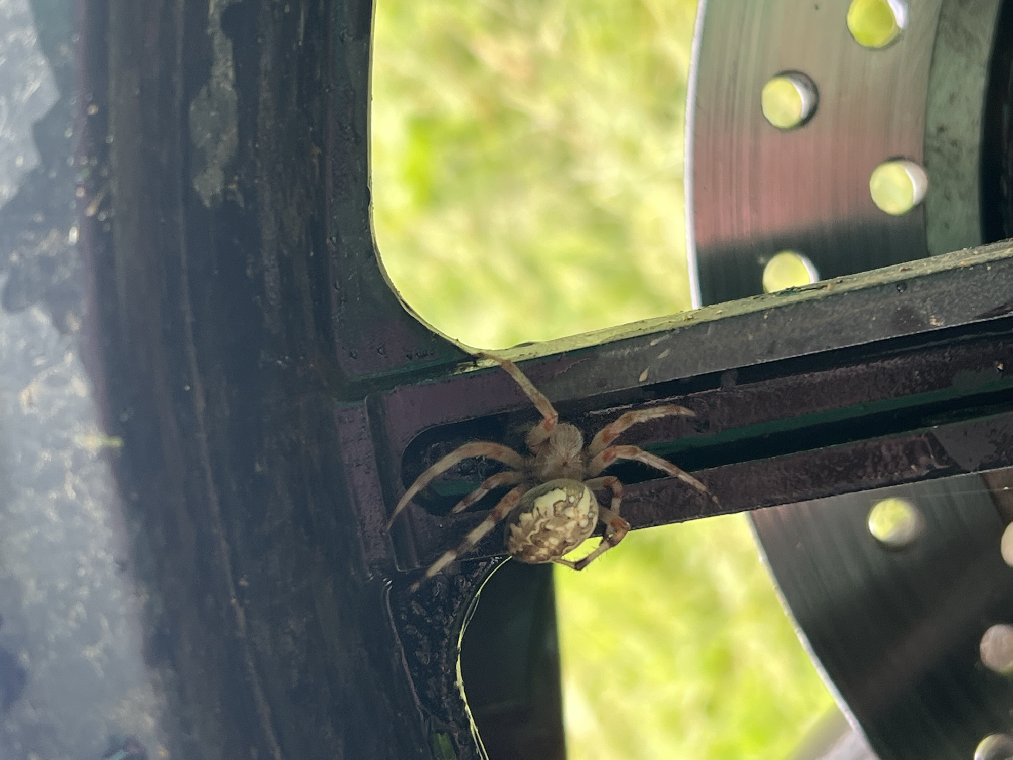 A close-up, eye-level shot shows a spider resting on a dark, metallic structure outdoors. The spider, positioned in the center-left of the frame, has a patterned abdomen and several visible legs. The background consists of blurred green foliage, suggesting a natural, outdoor environment. The metallic structure appears to be part of a larger object, possibly a vehicle or piece of machinery, with a silver disc with circular perforations visible in the lower right portion of the image. The lighting suggests it is daytime. The location of Panteleevka, Russia, is not discernable from the image itself.