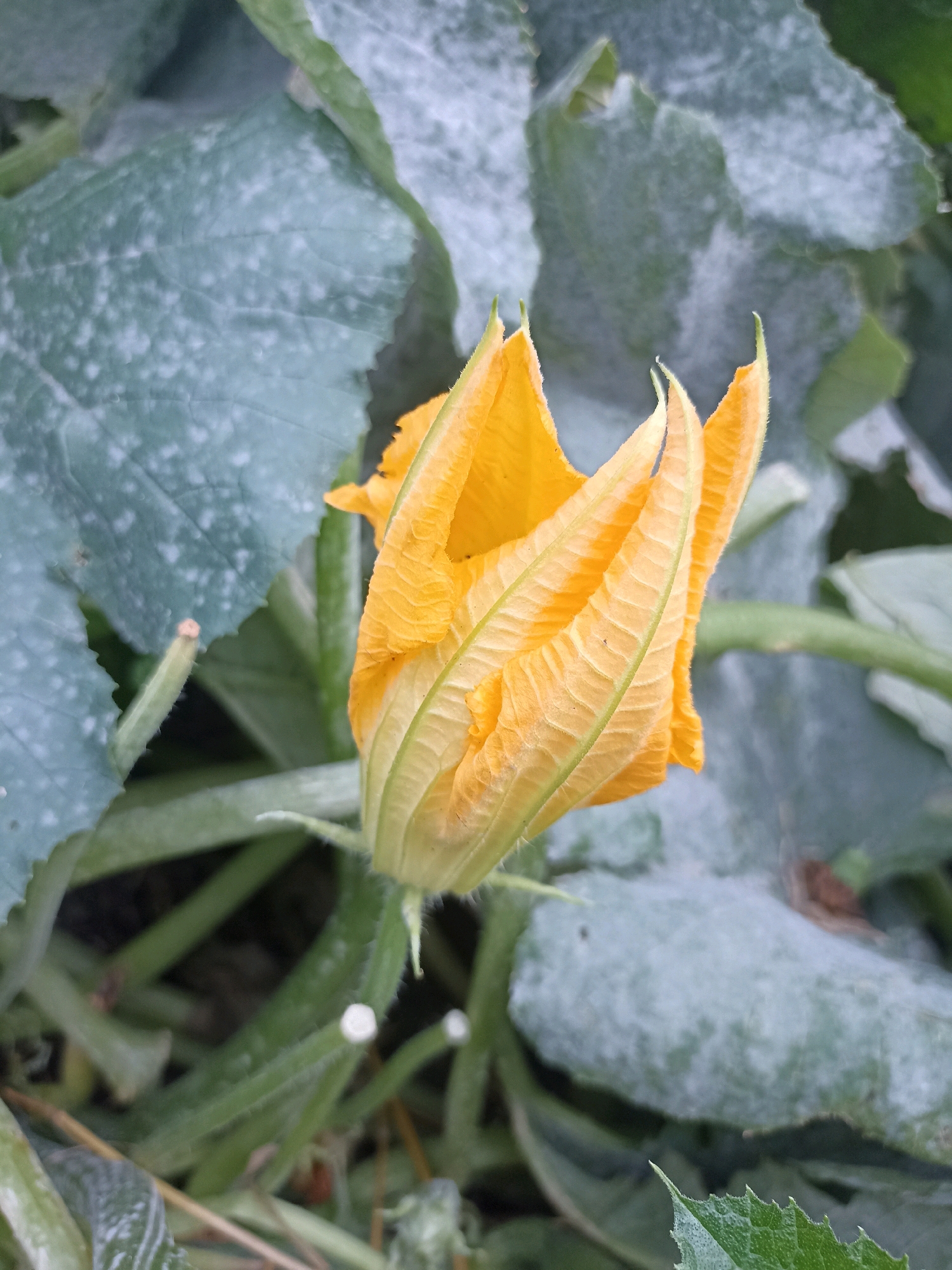 A close-up, overhead view of a blooming orange squash flower is centered in the frame. The flower is still partially closed, with its petals unfurling to reveal delicate, ridged inner surfaces. The petals are a vibrant orange, transitioning to a lighter yellow near the base. Surrounding the flower are large, fuzzy green leaves of the squash plant. These leaves are dusted with a white, powdery substance, possibly mildew or pollen, giving them a mottled appearance. The background consists of more of these large leaves and stems, with some darker soil visible at the bottom. The overall impression is one of nature's growth and the early stages of a plant bearing fruit. The image is undated and location-specific details for Belovo, Russia, are not provided within the visual information of the photograph.