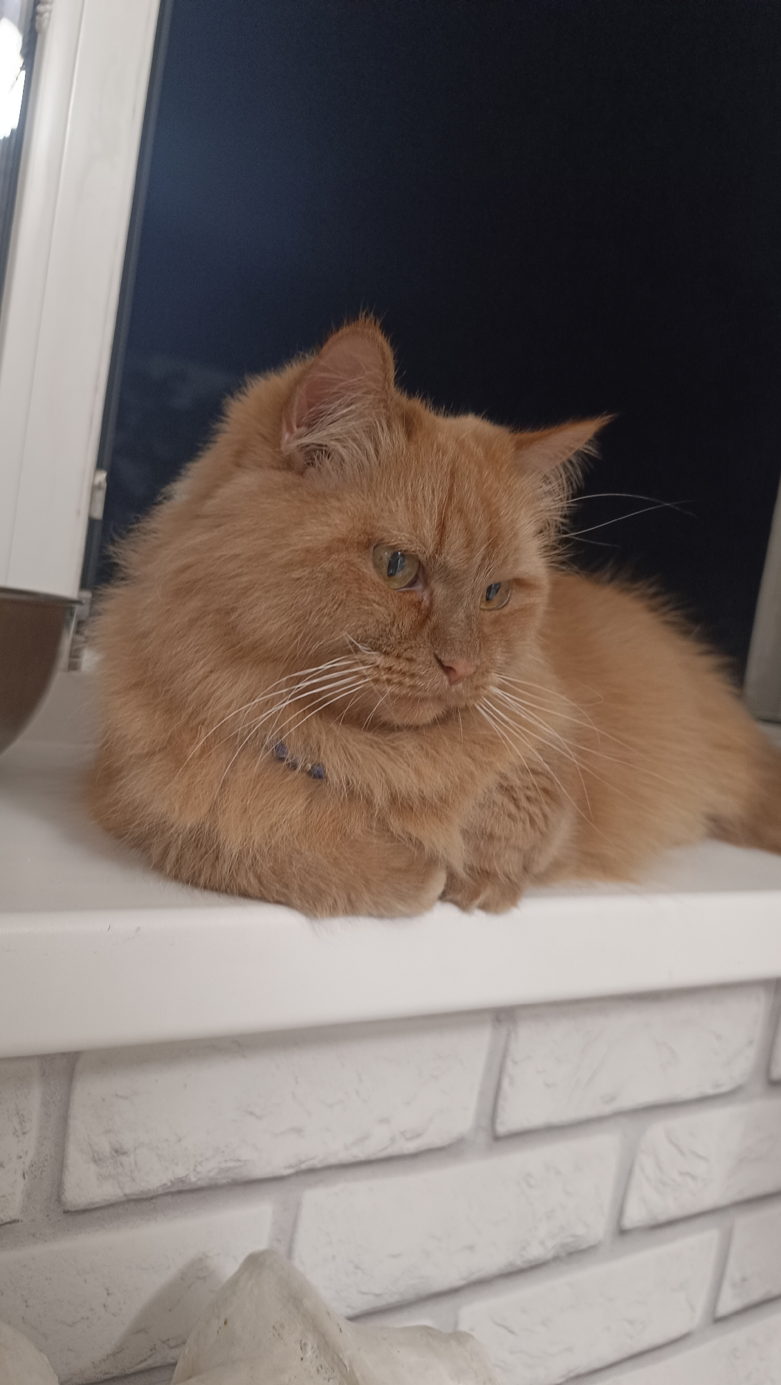 A ginger cat with fluffy fur and green eyes is lying on a white windowsill. The cat is looking to its right with a relaxed expression. A dark blue collar is visible around its neck. Behind the cat, the background is dark, suggesting it is nighttime or indoors with the lights off. In the foreground, a white brick wall is partially visible. The image appears to be taken indoors. There is no identifiable information about the specific location in the city of Chaikovsky, Russia.