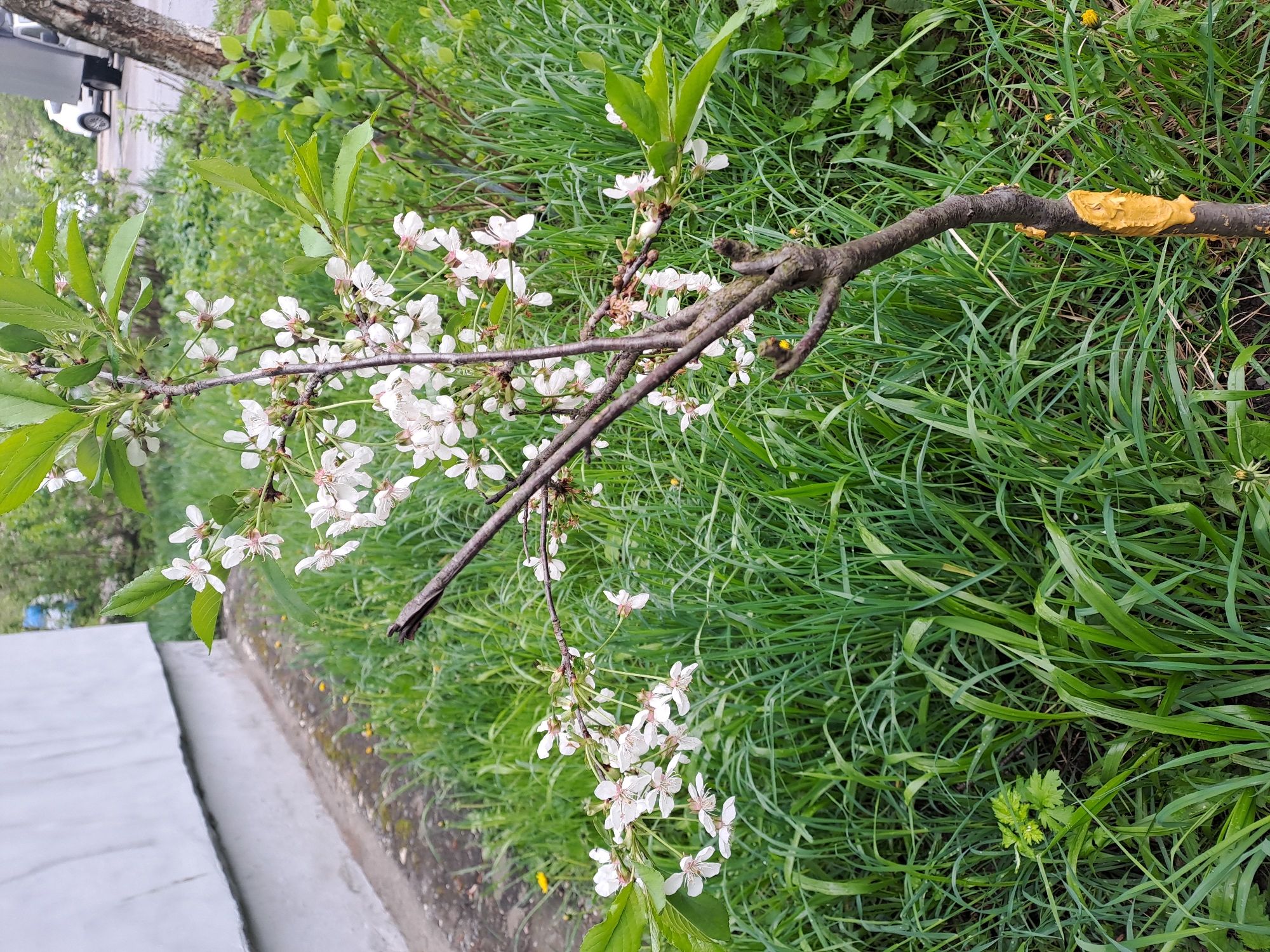 The image depicts a cut branch of a blossoming cherry tree lying on grass in an outdoor setting. The branch is covered in white flowers and some green leaves. A patch of yellow wound sealant is visible on the thicker end of the branch. The grass is long and green. A concrete curb and sidewalk are visible to the left. Based on the information provided, the location is Elektrostal, Russia.