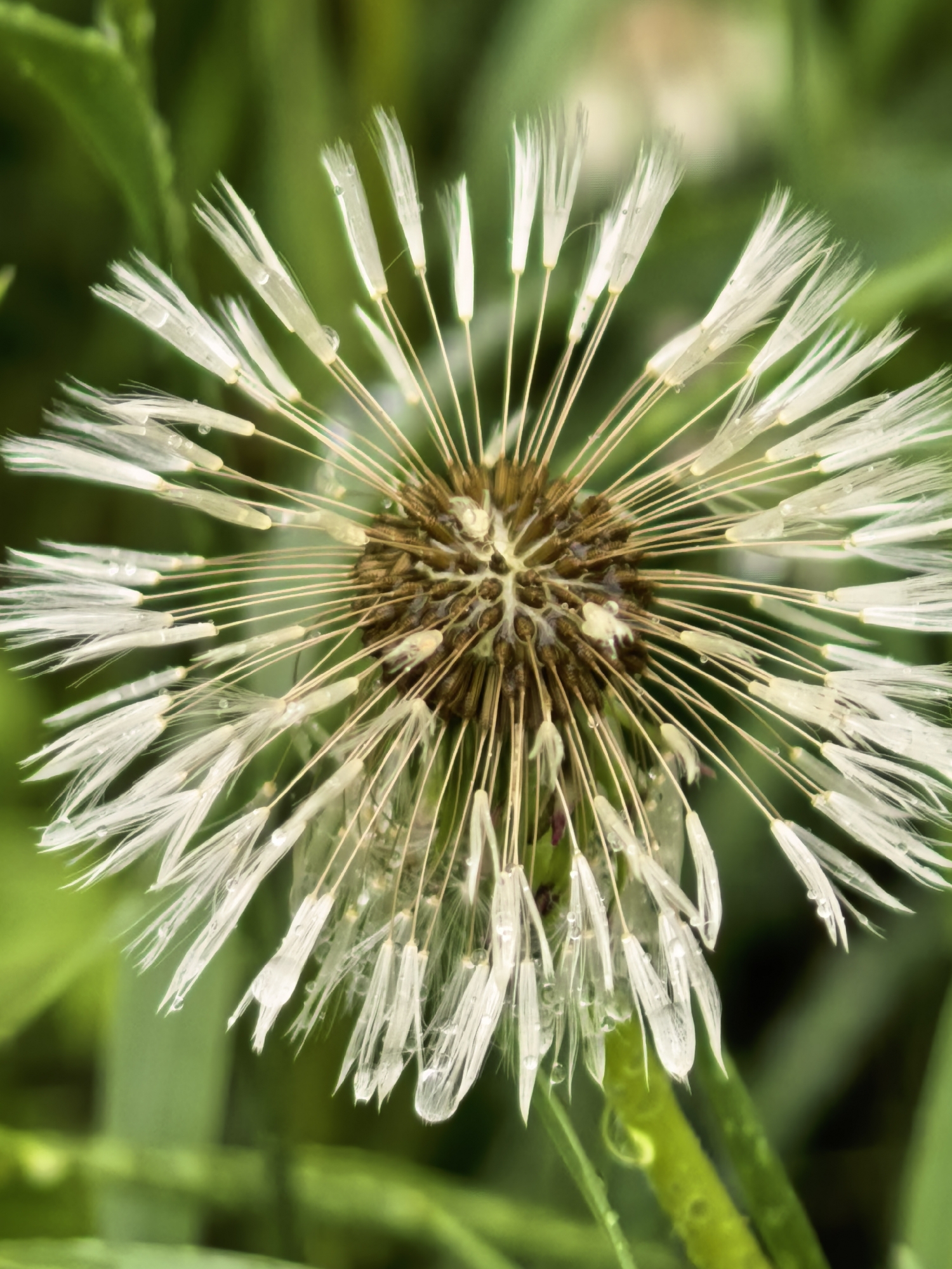A close-up, macro photograph captures a dandelion (Taraxacum) seed head, also known as a dandelion clock, covered in numerous glistening water droplets. The dandelion is presented in its mature stage, with individual seeds, each topped by its delicate, feathery white pappus, radiating outwards from the central receptacle. The feathery filaments and the seed bodies are adorned with tiny, clear water beads, reflecting light and suggesting either morning dew or recent rainfall. Many of the oldest seeds appear to have already dispersed from the central core, revealing the dark brown, textured receptacle underneath.
The background is a soft blur of vibrant green foliage, indicating an outdoor, natural setting. The shallow depth of field brings the intricate details of the dandelion and its water droplets into sharp focus, while the background provides a gentle, verdant contrast. The lighting appears soft and natural, enhancing the delicate nature of the dandelion and the clarity of the water droplets. The image conveys a sense of tranquility and the ephemeral beauty of nature. No text is visible in the image. The scene is located in Sterlitamak, Russia.