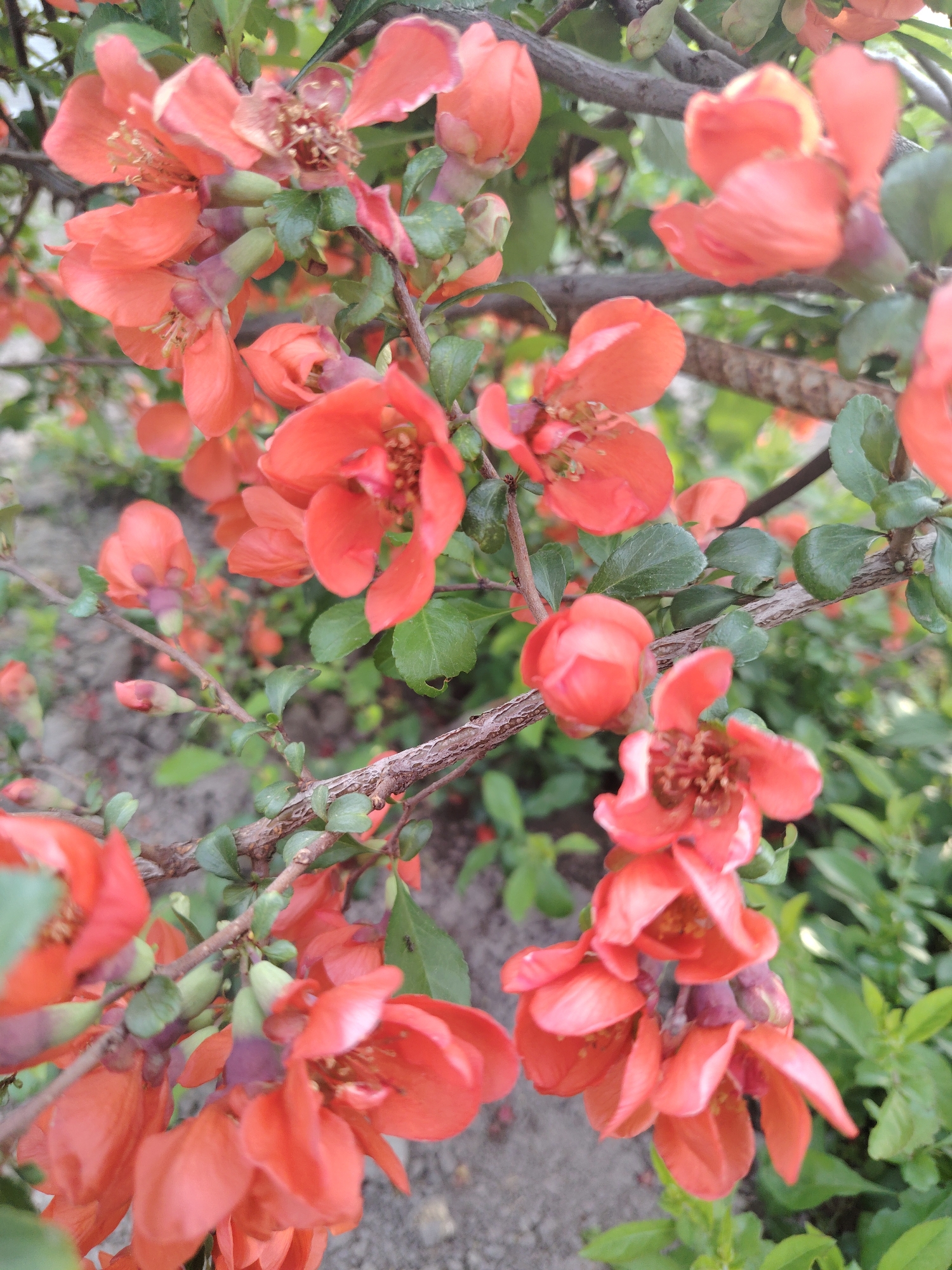 The image presents a close-up, vertical shot of a flowering shrub, likely a type of quince (Chaenomeles), in the city of Unknown, Unknown. Numerous vibrant coral to orange-red flowers are prominently displayed, clustered along woody, textured brown branches. The flowers, varying in their stage of bloom, feature five petals; many are fully open, revealing yellowish-brown stamens within their centers. Several tight, dark reddish-purple flower buds are also visible. Small, ovate, dark green leaves are sparsely distributed on the branches. The background is softly blurred, showing an indistinct mix of grayish ground, possibly soil or gravel, and additional green foliage, consistent with an outdoor garden environment. The scene is illuminated by natural light. No individuals or specific actions are depicted.