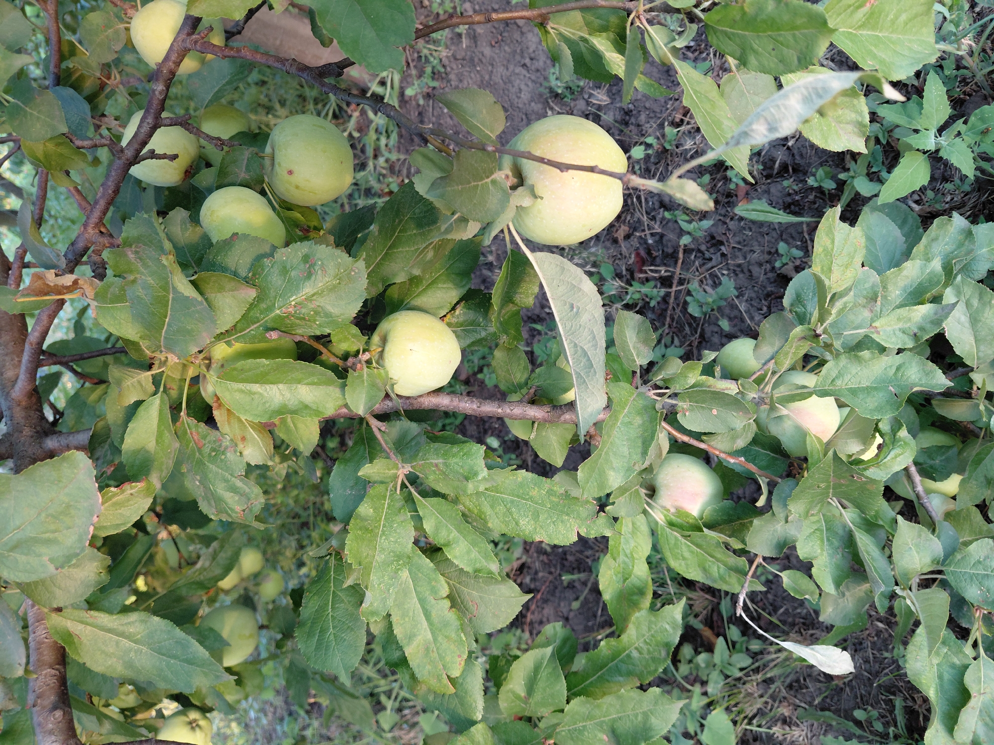 A close-up shot captures an apple tree laden with unripe green apples. The apples are scattered throughout the frame, some partially obscured by lush green leaves. The branches of the tree are visible, with a rough, dark brown bark. The background consists of soft-focus foliage and the ground, which appears to be covered with dry leaves and dirt. The lighting suggests it is daytime, with sunlight dappling through the leaves.