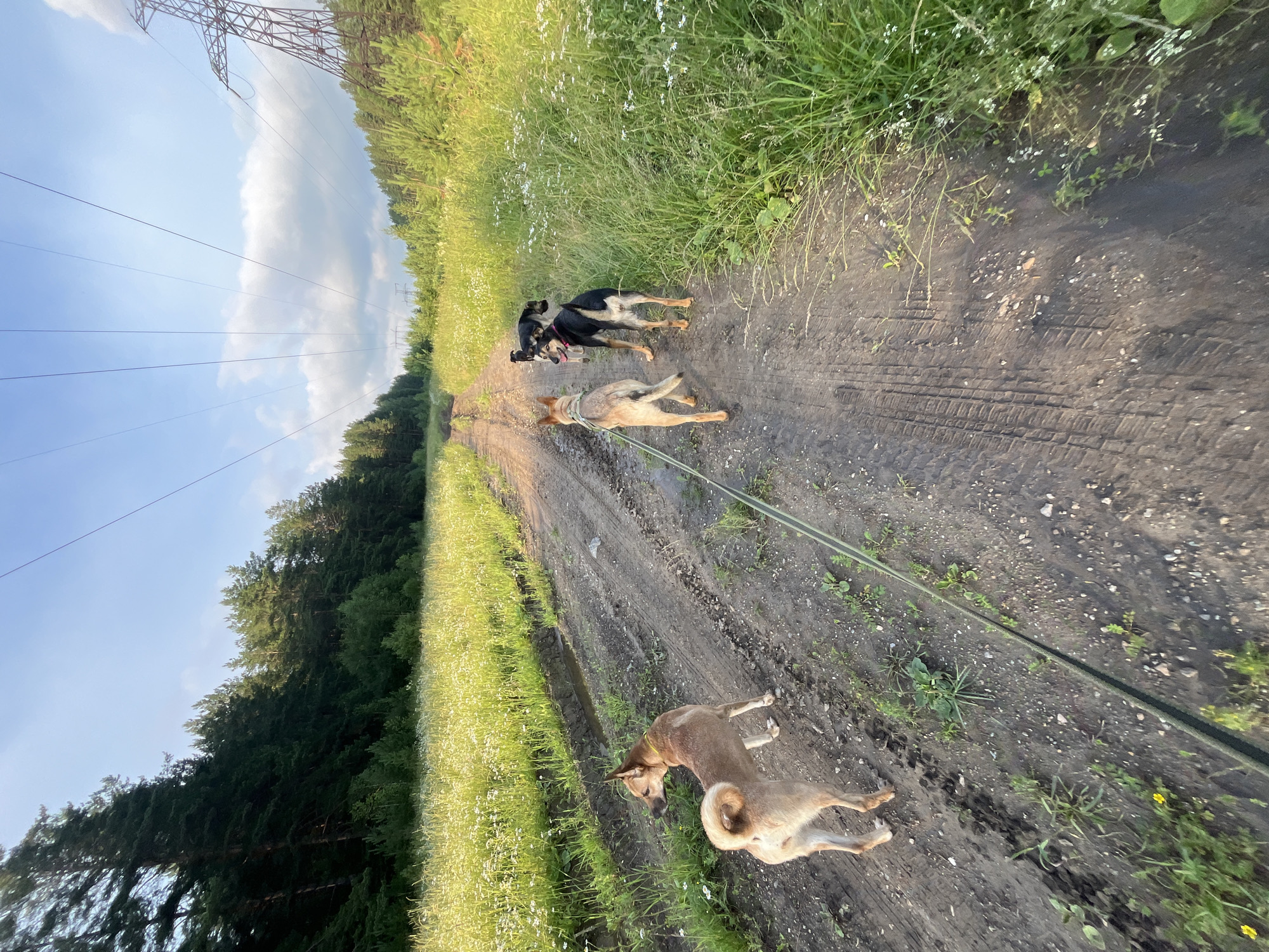 This media file captures a scenic view from Nizhny Tagil, Russia, featuring a dirt path winding through a landscape of lush green fields and dense forest. The image is dominated by natural elements and a group of four dogs walking along the path. The dogs, varying in size and color, appear to be on a walk, with one in the foreground lying down while the others are standing or walking ahead.
The setting suggests an outdoor adventure, likely in the countryside, given the presence of a power line tower and wires overhead, and the natural, untamed vegetation. The time of day is evident from the warm, golden sunlight casting long shadows, indicating it's late afternoon or early evening. The weather appears to be clear and pleasant, with a bright blue sky visible in the background, punctuated by soft white clouds.
The dirt path shows distinct tire tracks, suggesting it's used by vehicles, adding a touch of human activity to the otherwise natural environment. The surrounding fields are filled with tall green grass dotted with small white wildflowers, creating a picturesque scene. The forest, a dark green expanse of trees, forms a striking contrast to the sunlit fields. The overall mood conveyed is one of tranquility and peaceful exploration, with the dogs seemingly enjoying their outing in the serene Russian countryside. There is no visible text in the media file.
