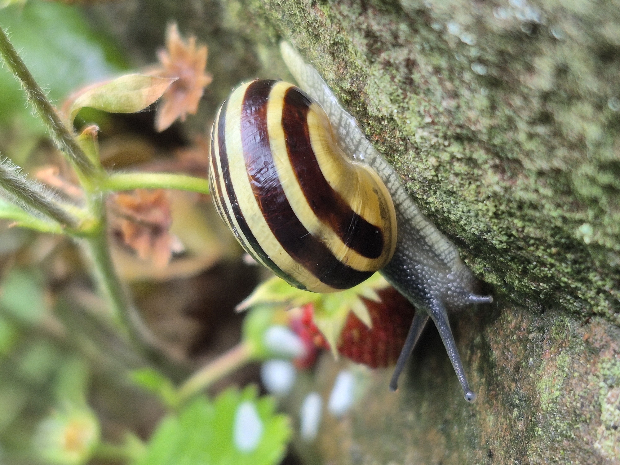 In a macro shot, a banded snail moves across a moss-covered rock. The snail's shell displays alternating yellow and dark brown bands. Its greyish body is visible extending from the shell, with two long tentacles reaching forward, each tipped with a small eye. In the blurred background, green foliage and a red strawberry are partially visible. The lighting is soft, creating a shallow depth of field that emphasizes the snail. The scene is set outdoors in a natural environment, possibly a garden or woodland.