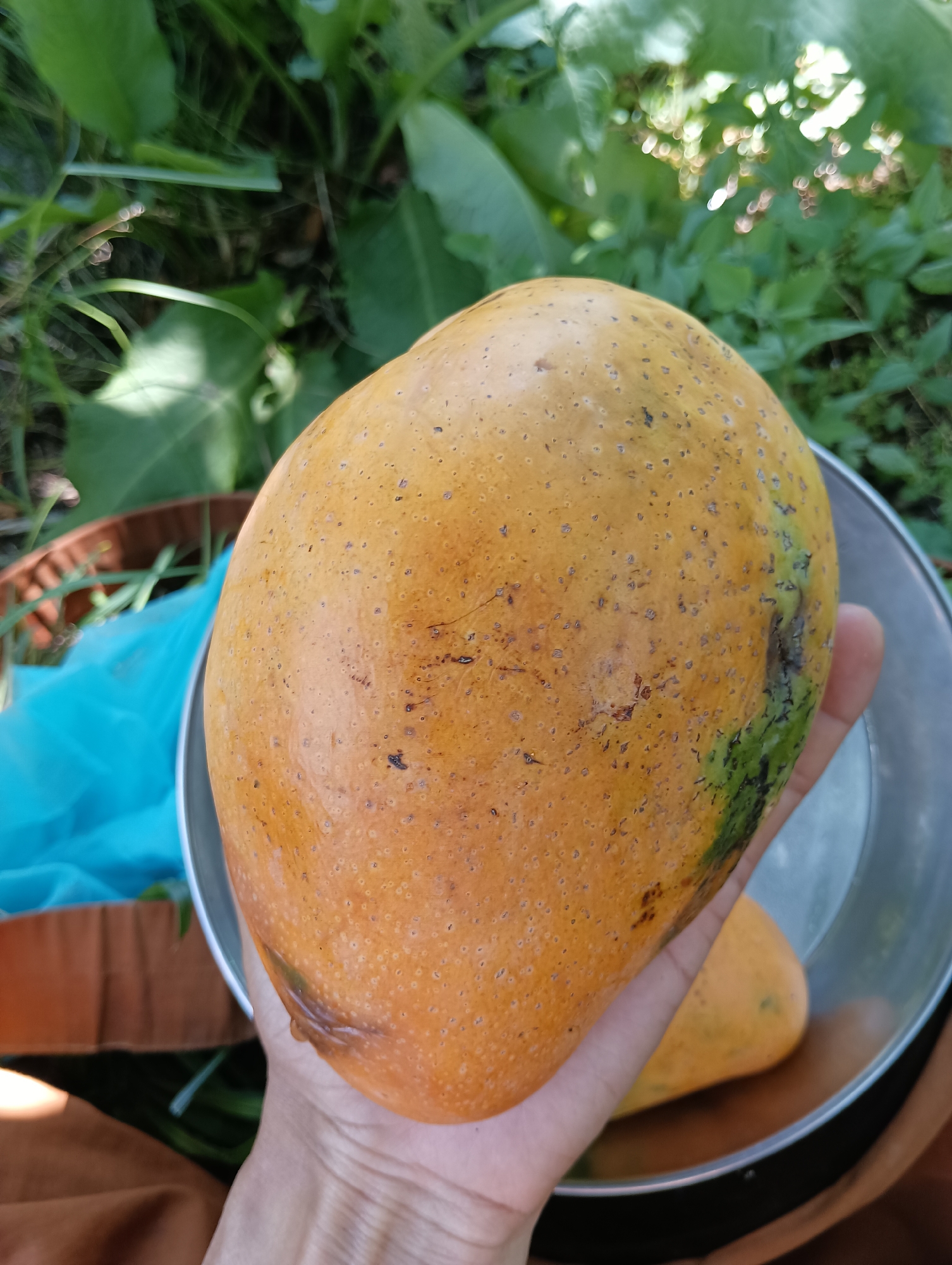 A close-up, overhead shot shows a person holding a large, ripe mango with orange and green skin, speckled with brown dots. The mango is positioned in the center of the frame, held in the palm of a hand with visible fingerprints. Behind the hand and mango, a shiny metal bowl contains at least one other mango, also appearing ripe and yellow-orange. A crumpled blue plastic bag and a brown woven basket are partially visible in the background, suggesting an outdoor setting. Lush green foliage, likely from plants or trees, fills the background, with some dappled sunlight indicating it is daytime. The image appears to be taken in Palchan, India.