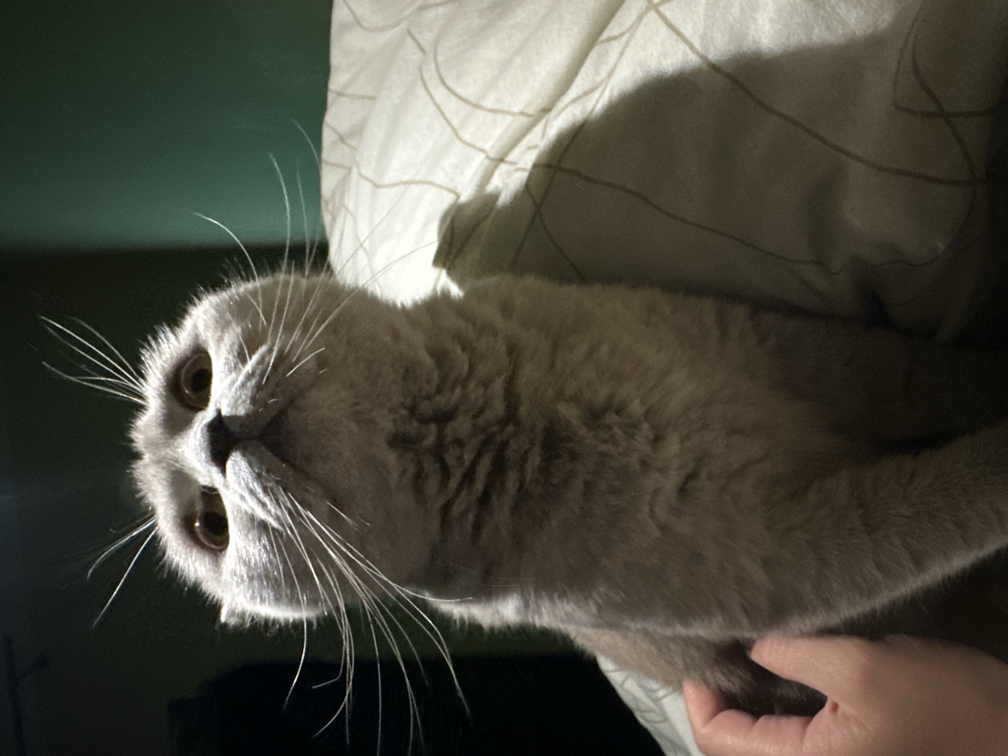 The image shows a close-up of a grey Scottish Fold cat with large, round eyes looking upwards. The cat is sitting on a white bed with a faint pattern. The lighting is dim, with a spotlight effect on the cat's face. A person's hand is visible on the left side of the image, gently touching the cat. The background is dark, with a hint of a green wall on the right. There are no identifiable landmarks or features that would indicate a specific location within Ternopil, Ukraine.