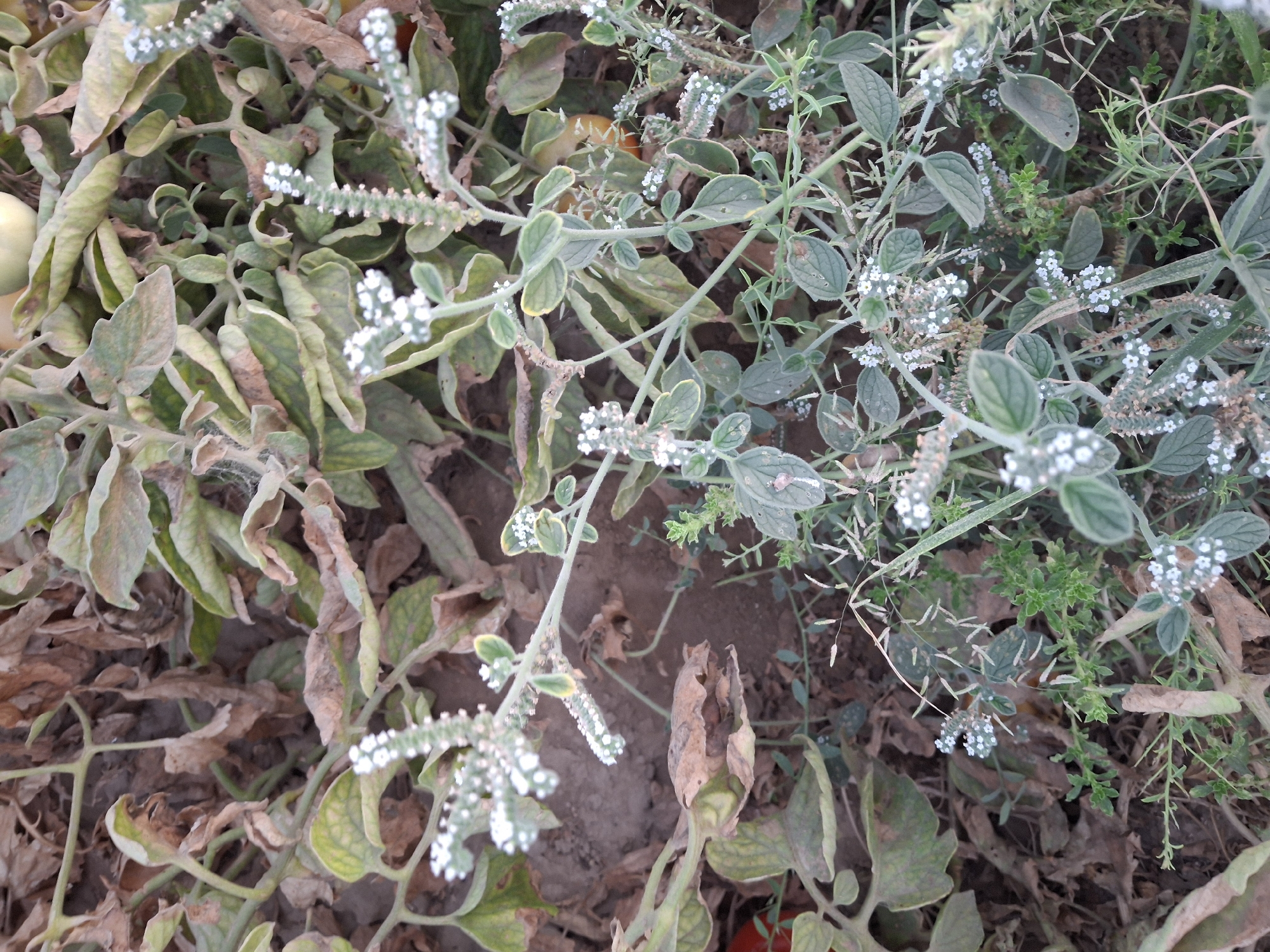 The image depicts a patch of vegetation on dry, brown soil. The plants are characterized by their green, oval-shaped leaves, many of which are tinged with brown and appear withered. There are numerous small, white flowers clustered on thin stems, forming spike-like inflorescences. Some of these flower spikes are fully formed, while others are still developing. The overall impression is one of a dry, somewhat overgrown area. The scene appears to be outdoors in a natural or semi-natural setting. No people or animals are visible in the image. The location is specified as Utmayli, Uzbekistan.