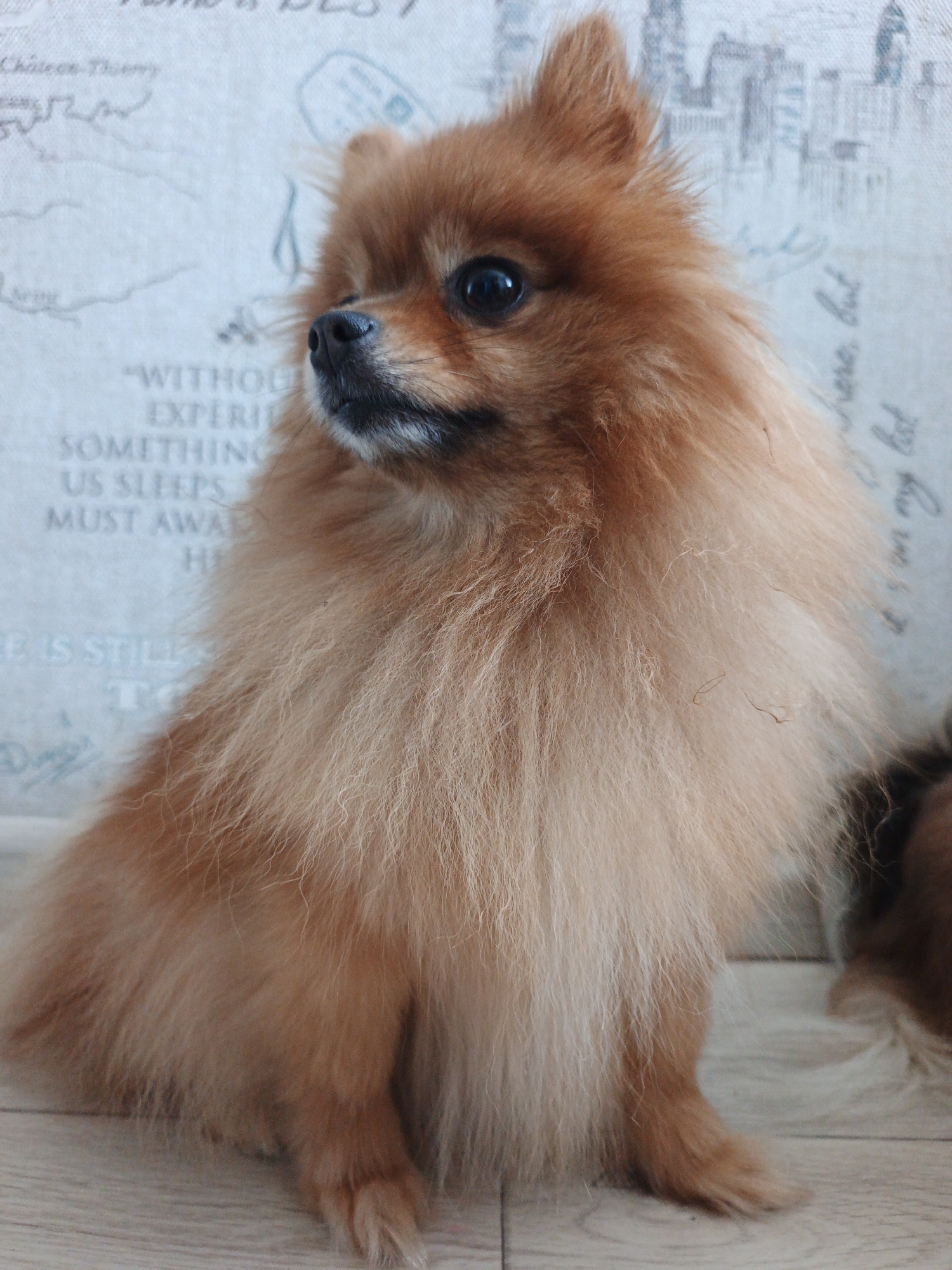 A Pomeranian dog with orange-brown fur is sitting on a light-colored wooden floor in front of a patterned wall. The wall has faint text and imagery resembling a map or city skyline. The dog is facing to the left of the frame, with its head turned slightly towards the camera. Its eyes are dark and round, and its nose is black. The dog's fur is fluffy and appears thick. There is another dog, partially visible on the right side of the image, with darker brown fur. The scene appears to be indoors. There is no identifiable location in the city of Zlatoust, Russia.