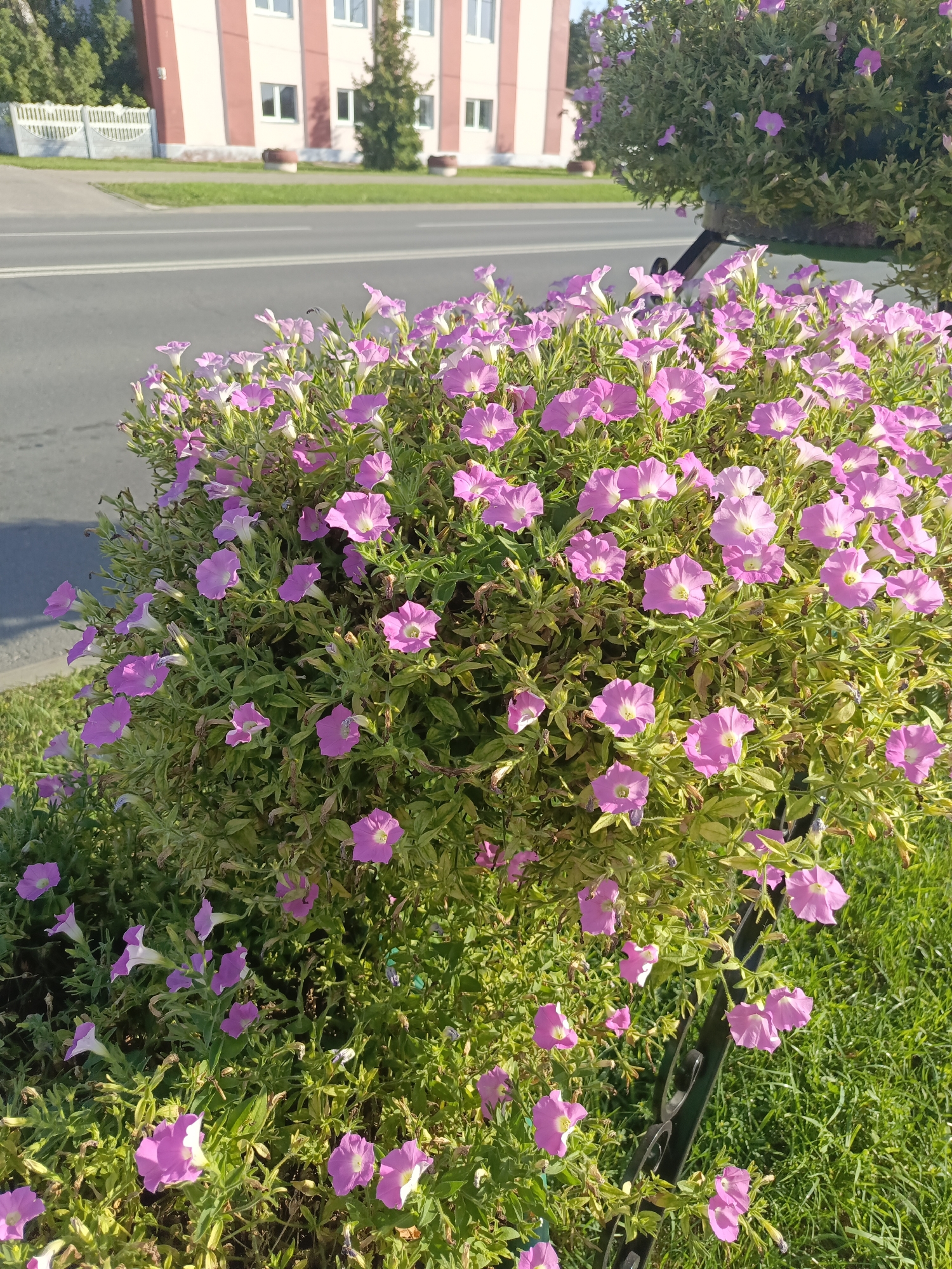 The image depicts a close-up view of a large, lush bush of pink petunias in a planter. The planter is made of dark metal, with a visible support structure. The petunias are in full bloom, with many delicate, trumpet-shaped flowers. The greenery of the plant is dense and vibrant.
In the background, a paved road is visible, with a grassy verge between the road and the planter. Beyond the road, there is a light-colored building with red vertical stripes and numerous windows. A white fence runs along the side of the road. A few green trees are also visible behind the fence. The sky is a clear blue, suggesting a sunny day.
The scene appears to be an urban or suburban setting, possibly along a street in Ivatsevichy, Belarus, given the architectural style of the building and the presence of the road and greenery. There are no people or animals visible in the image. The lighting suggests the photo was taken during daylight hours, with sunlight casting shadows.