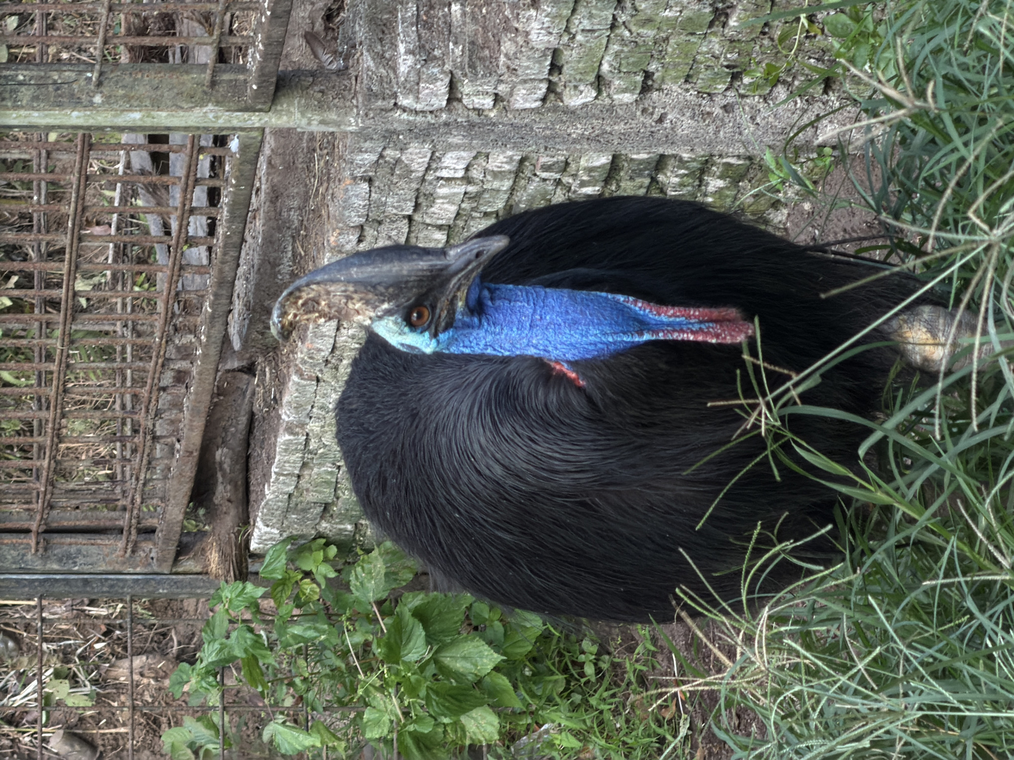 The image shows a southern cassowary in an outdoor enclosure, possibly a zoo or wildlife sanctuary. The bird is large and black with dark feathers covering its body. Its most striking features are its bright blue wattle, a fleshy appendage that hangs from its throat, and its casque, a horn-like structure on its head. The cassowary's eye is visible, appearing dark and alert. The bird is positioned in the center of the frame, with its head turned slightly towards the left.
The setting appears to be naturalistic, with dirt and grass on the ground. Green foliage is visible in the foreground and to the right of the bird, suggesting an overgrown or natural habitat. In the background, there is a weathered wooden fence or structure with a rusty metal grate, possibly part of the enclosure. The ground is covered with soil and scattered debris. The lighting suggests it might be daytime, but the overall atmosphere is somewhat subdued. No people are visible in the image. There is no visible text. The overall impression is a close-up view of a solitary cassowary within its habitat.