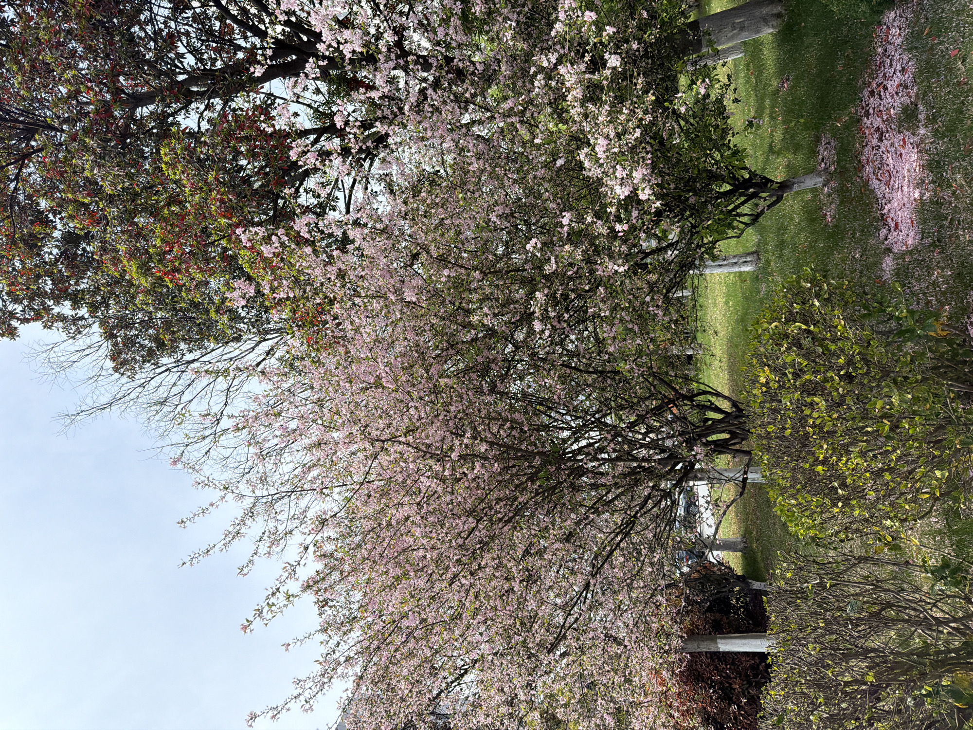 The image shows a park or garden in Jiangning District, China. The sky is a pale blue. There are several trees, including at least one with pink blossoms. Petals from the trees are scattered on the grass. There are also green bushes and trees with red and green leaves. There appear to be posts in the background, potentially part of a fence or structure. In the far background, what seems to be a car can be barely seen.