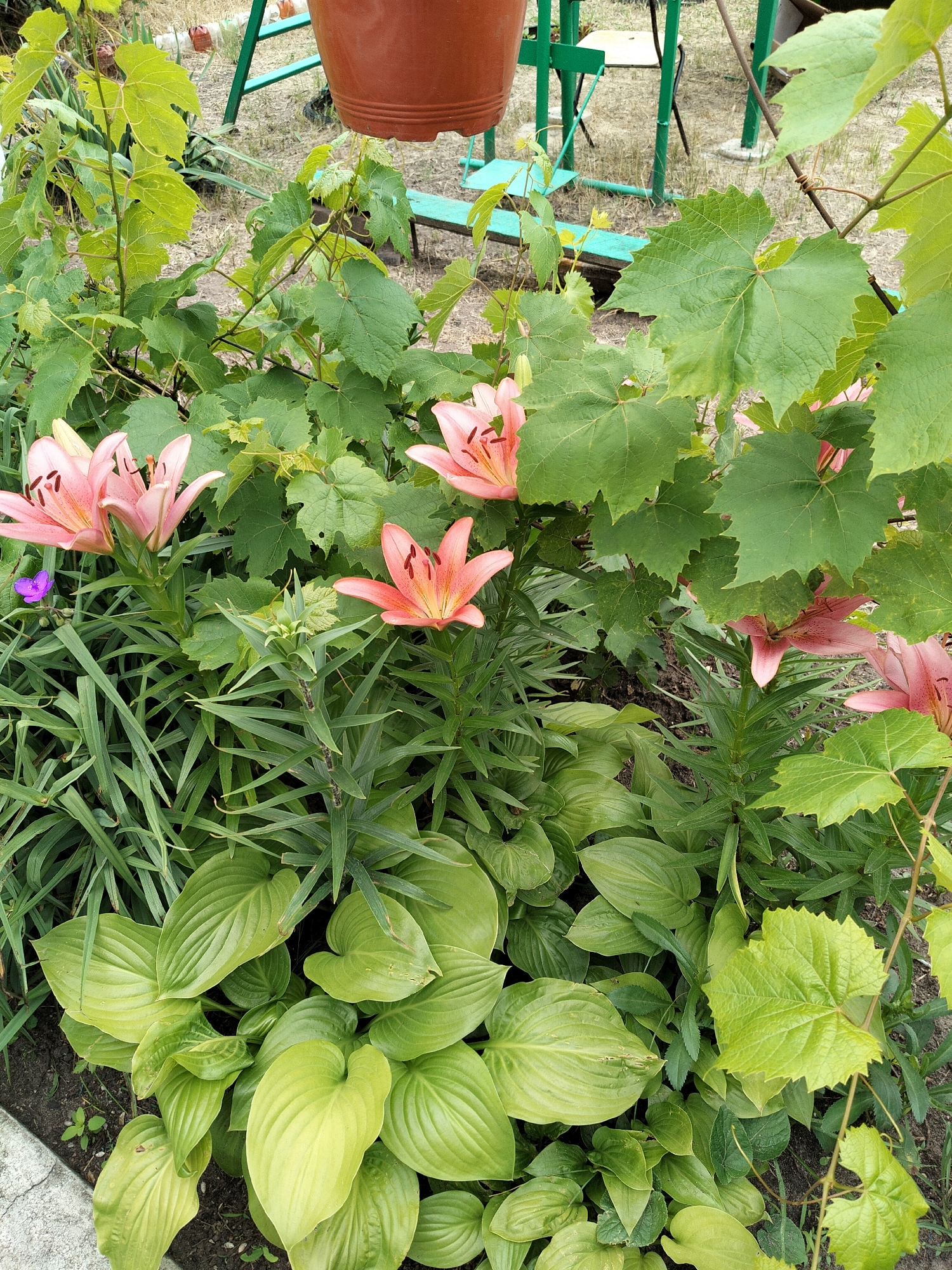 This is a vertical, medium-shot, outdoor, full-color photograph taken in the city of Shchastia, Ukraine. The image depicts a close-up view of a garden bed filled with various plants, including prominent pink lilies with dark stamens, vibrant green hosta leaves with prominent veins, and the distinctive lobed green leaves of a grape vine. A small, bright purple flower is visible among the greenery. In the background, out of focus, are the elements of a park or backyard setting: a rusty metal swing set with green crossbars and a teal-colored bench, and a brown terracotta pot suspended from above. The ground is a mix of soil and dry grass, with a concrete border along the bottom left of the frame. The lighting suggests it is daytime, with soft sunlight filtering through the foliage. There are no people or animals present in the scene.