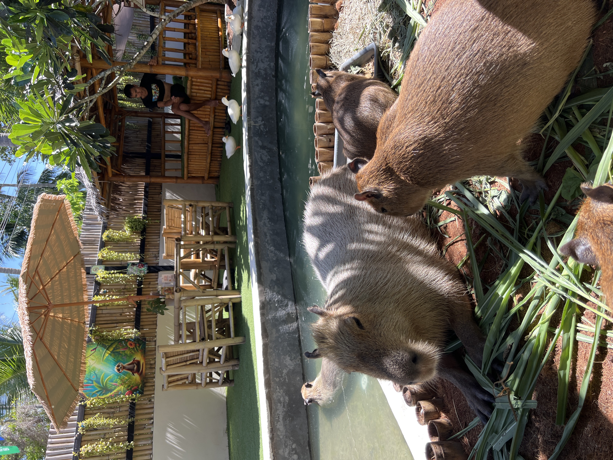 In Ko Phangan, Thailand, a lively scene unfolds at an outdoor cafe. Three capybaras, large rodent species, are the main attraction, with one in the foreground facing the camera, appearing to eat grass. Another capybara is partially submerged in a shallow pool of water, while a third capybara is partially visible to the right, also near the water. Several white ducks are scattered on the grass near a bamboo structure that houses a man sitting casually, looking to his left. The cafe features bamboo tables and chairs, a thatched-roof gazebo, and decorative plants and a painting on a bamboo fence. Palm trees and foliage frame the scene, suggesting a tropical environment. The ground is a mix of artificial turf and dirt.