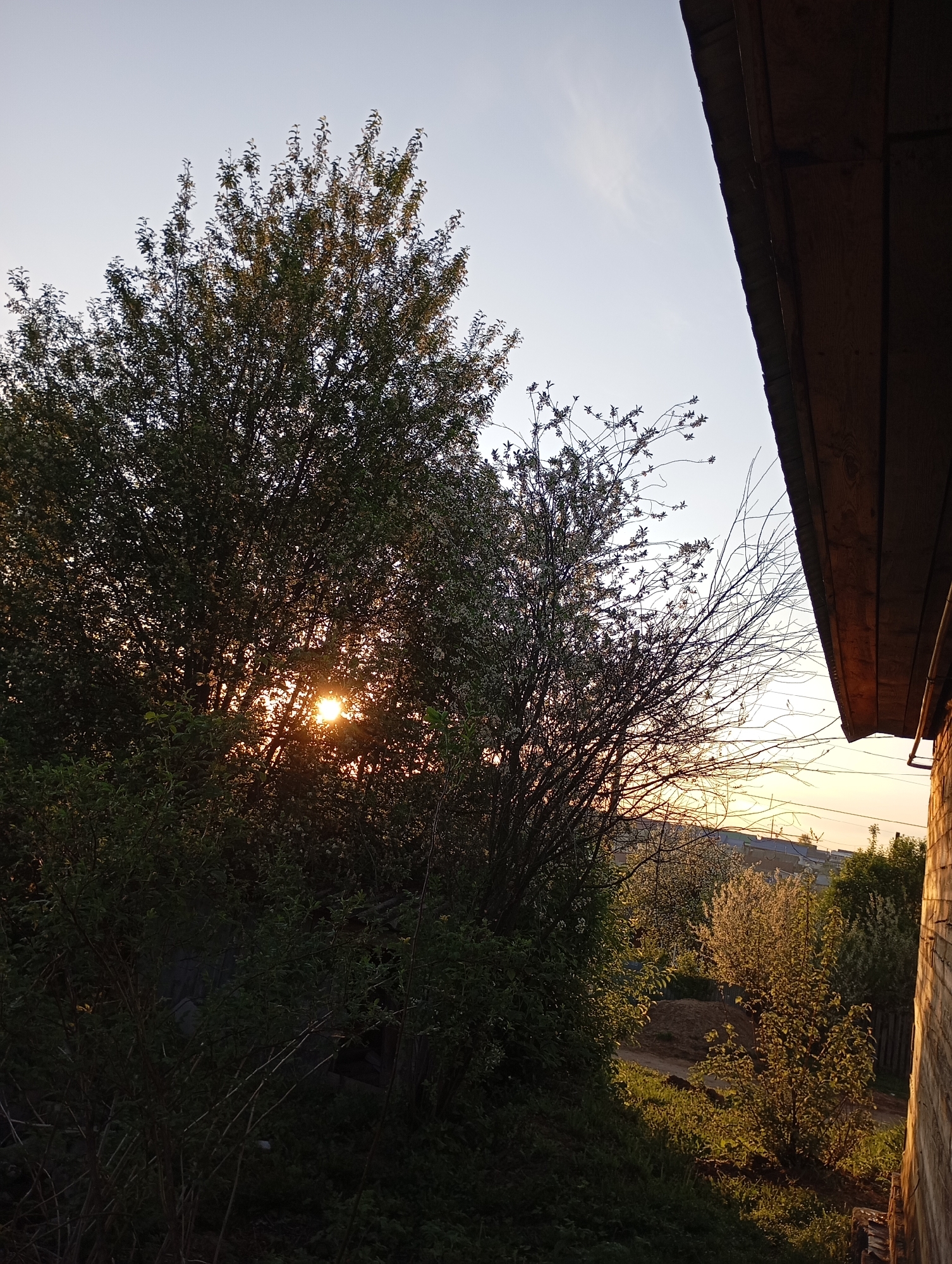 The image depicts an outdoor scene at dawn or dusk. A large, leafy tree dominates the left side of the frame, with the sun appearing to shine through its branches. To the right of the tree, another smaller tree is visible. The foreground consists of dense green vegetation. Part of a building, possibly a house, is seen on the right edge of the frame. In the distance, a low-lying cityscape can be discerned, suggesting a location in a city. The location is Unknown, Unknown.