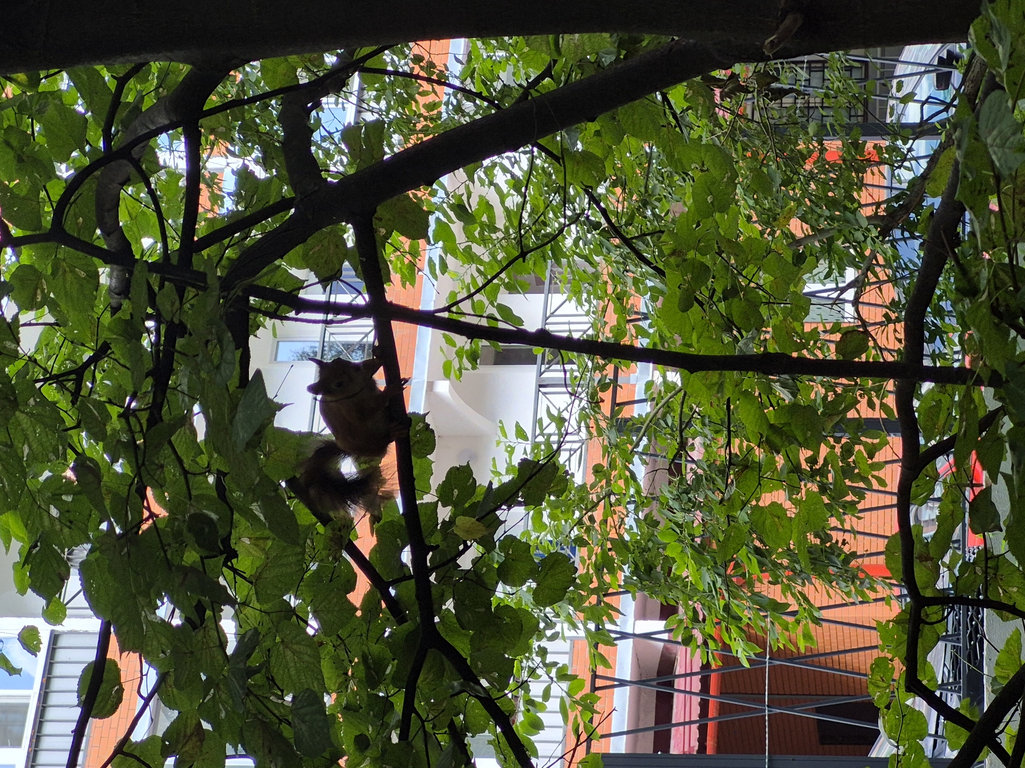 A squirrel is perched on a tree branch in front of a residential building. The squirrel is brown with a bushy tail and is facing to the left. The building is white with orange brick accents and has several windows and balconies. The tree has green leaves and is in the foreground, obscuring part of the building. The image was taken in the city of Dzerzhinsky, Russia.