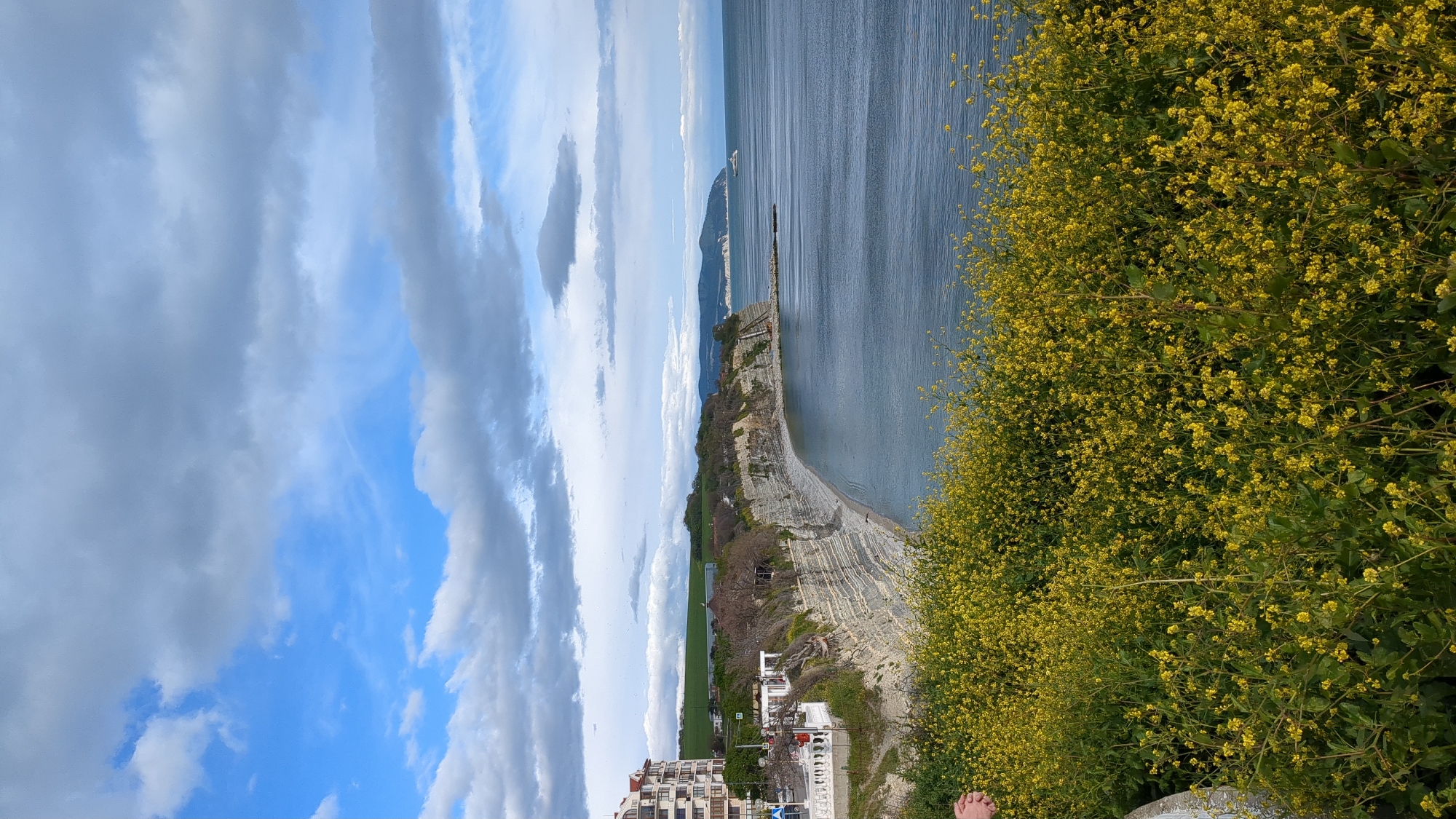 Here is a description of the image:
The image shows a coastal view in Gelendzhik, Russia. The scene captures a cliffside with layered rock formations. On the right side of the image is a dense covering of yellow flowering plants. To the left of the cliff is the sea, which stretches out towards a distant landmass under a cloudy sky. Buildings can be seen near the base of the cliff, indicating a populated area. A partial view of someone's bare foot is visible at the bottom center of the image.