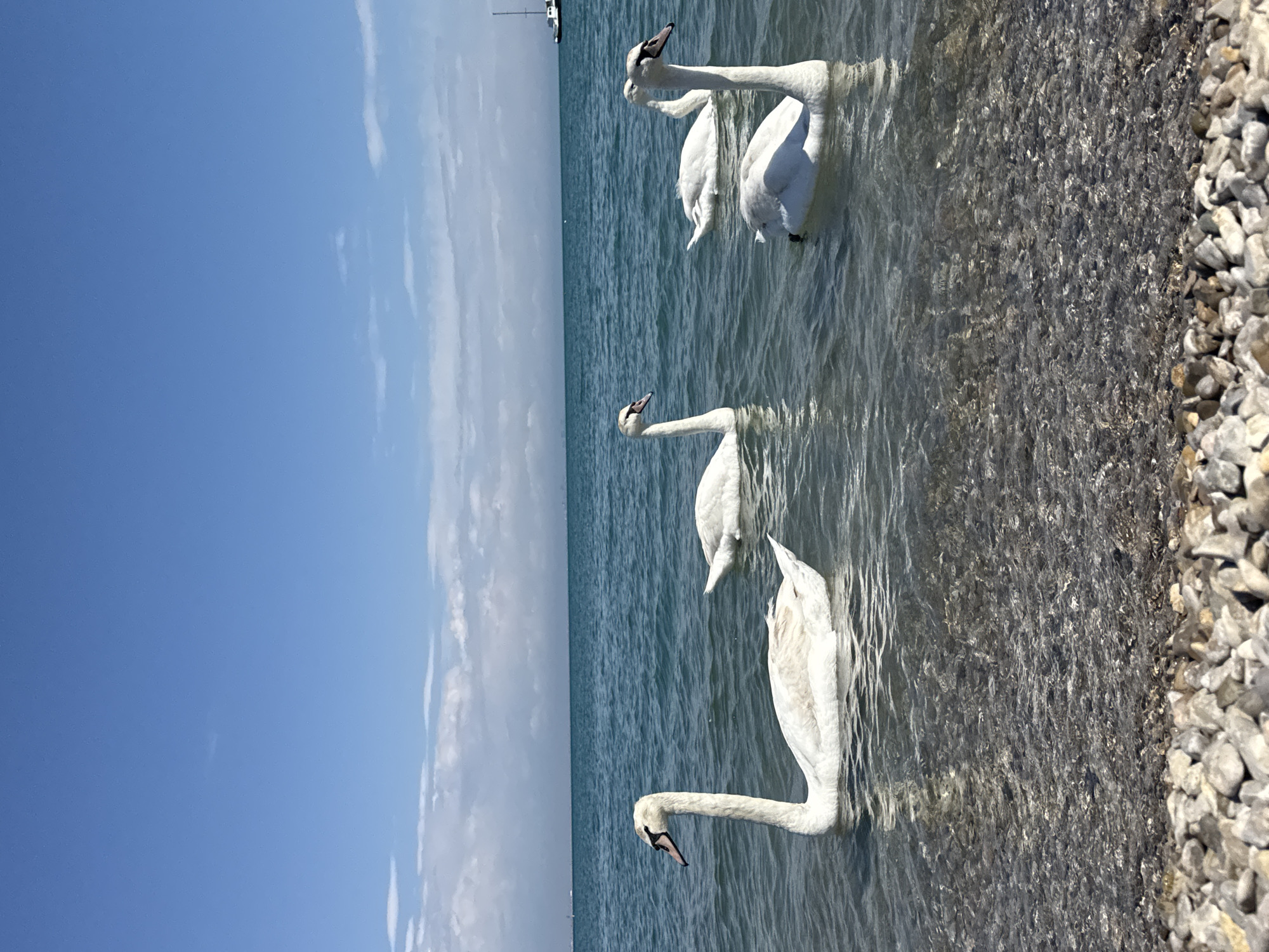 Four white swans are floating in shallow, clear water near a pebbly shoreline. The water stretches towards a distant horizon under a blue sky with scattered clouds. A sailboat is visible on the horizon. The location is likely a coastal area, consistent with Yevpatoriya, Ukraine.