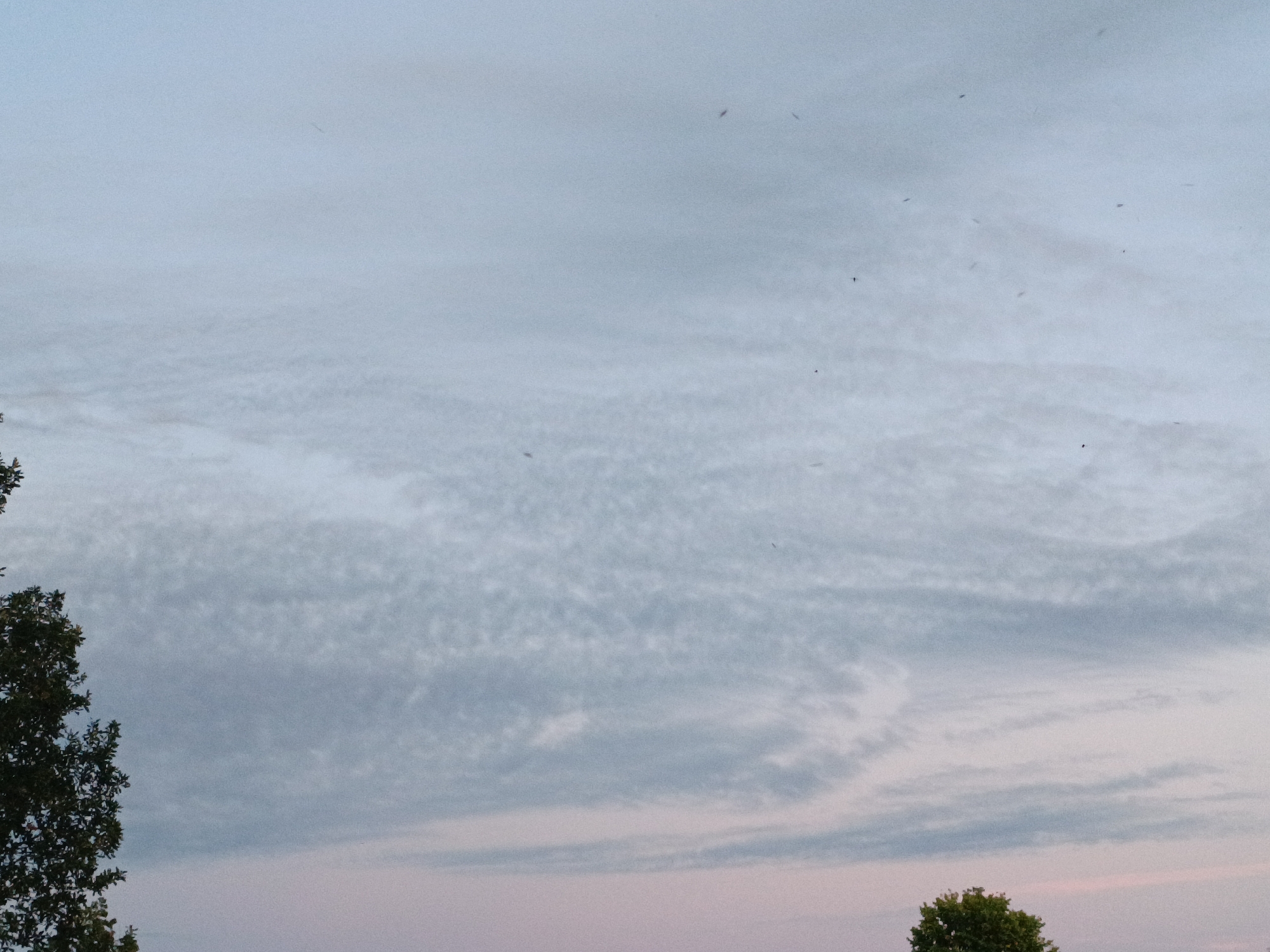 The image depicts a dusky sky with scattered clouds. The lower portion of the image shows the tops of trees, one on the left and one on the right. Several small, dark specks are visible in the sky, which could be birds or insects. The lighting suggests it is either sunrise or sunset. The scene is open and appears to be an outdoor environment, possibly a park or natural area. The location in Peterhof, Russia, is not visually apparent from the image itself.