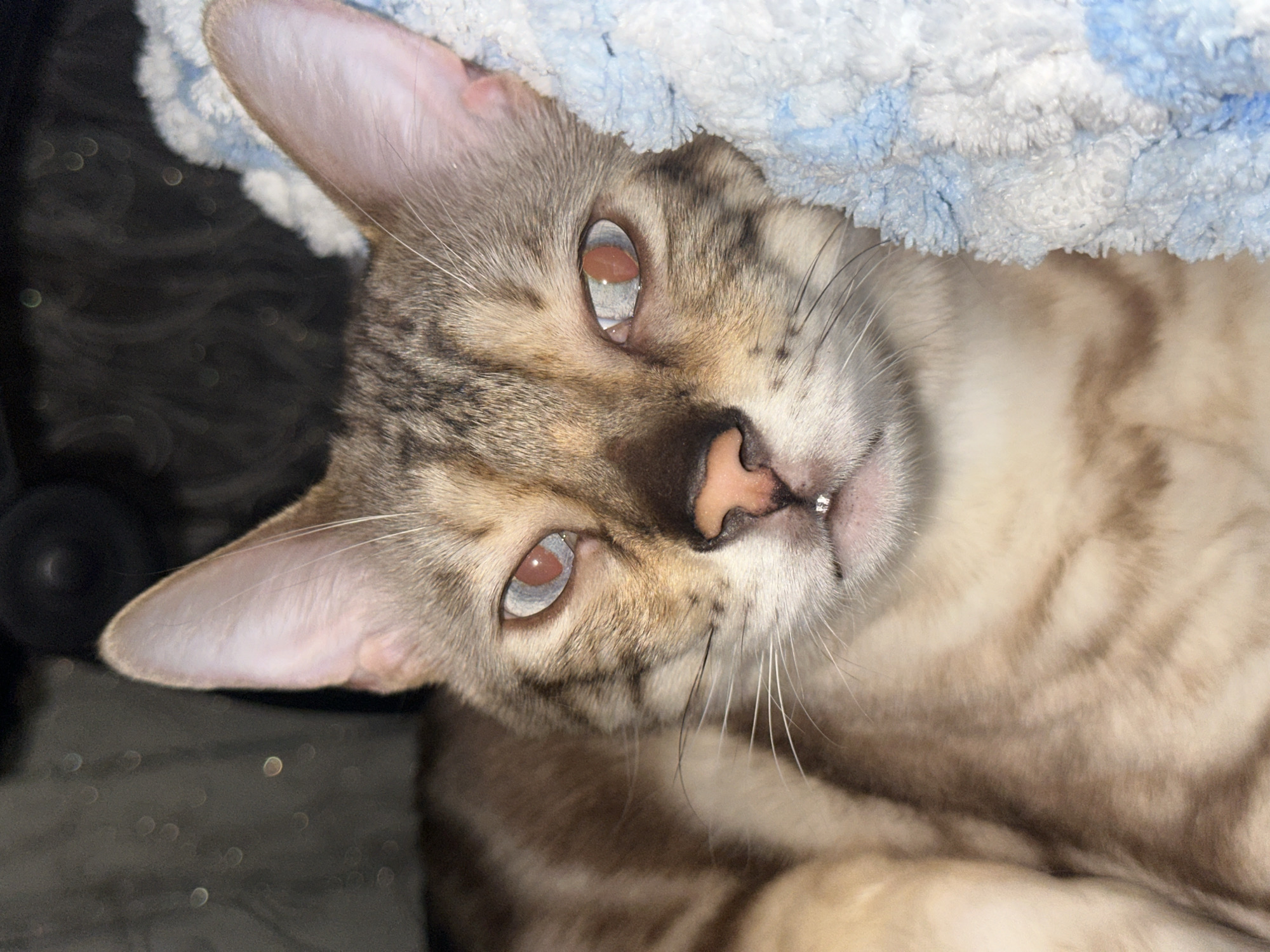 A close-up, medium shot shows the face of a tabby cat with blue eyes. The cat is lying down on a blue and white blanket. Its head is tilted slightly to the right, and it is looking directly at the camera. The cat's fur is a mix of brown, black, and tan stripes. Its eyes are wide open, and its pupils are dilated. The cat's nose is pink, and its mouth is slightly open, revealing a small, white tooth. The background is dark and out of focus, with some blurry circular lights visible. The image appears to be taken indoors.
