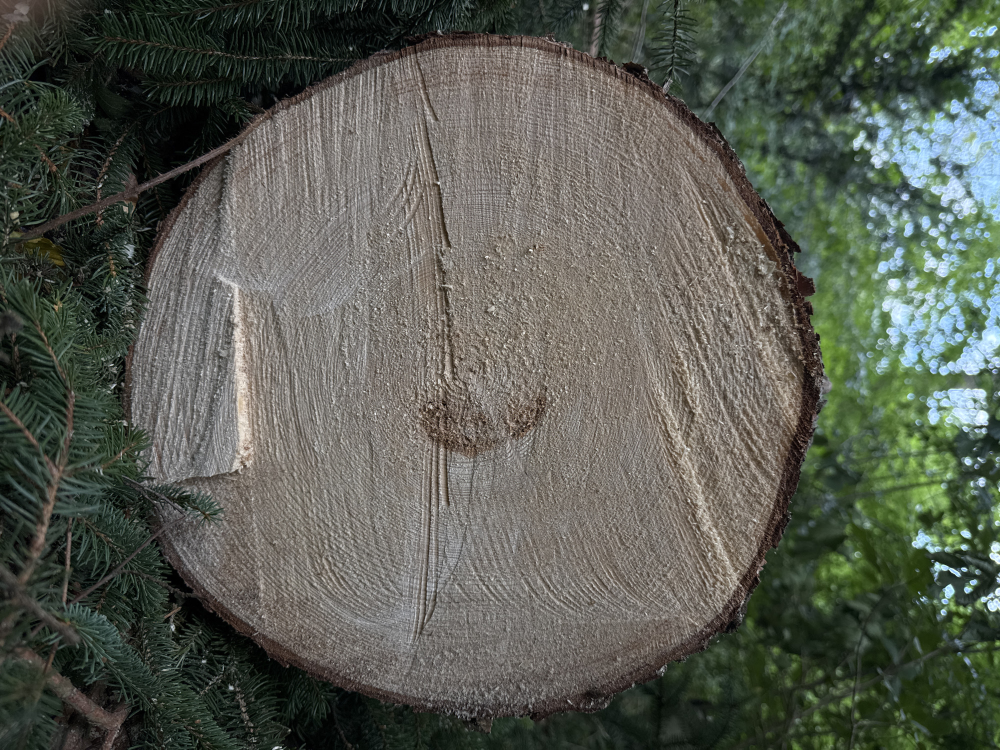 The image shows a close-up of a freshly cut tree trunk, likely a coniferous tree given the presence of evergreen branches surrounding it. The trunk is resting on a bed of dark green fir branches, with glimpses of more foliage and a blurry sky in the background, suggesting an outdoor, wooded environment. The cut surface of the trunk is a pale, light brown, with visible growth rings indicating its age. The bark is a darker brown, rough in texture, and has been partially severed. There are no people visible in the image. The context of Wettstetten, Germany, is not visually represented in the image itself, but suggests the location where this scene was captured.