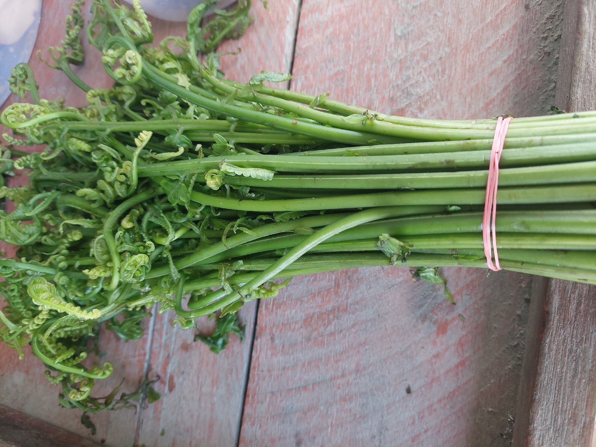 A bunch of fresh fern fiddleheads, bound by a pink rubber band, rests on a rustic wooden table. The fiddleheads, tightly curled and vibrant green, are the focal point of the image. The table's surface displays a distressed, reddish-brown wood grain, suggesting it is outdoors or in a rural setting. The image appears to be taken in Parit Baru, Indonesia, indicated by the presence of local produce. No people or actions are visible in the frame, emphasizing the natural presentation of the vegetables.