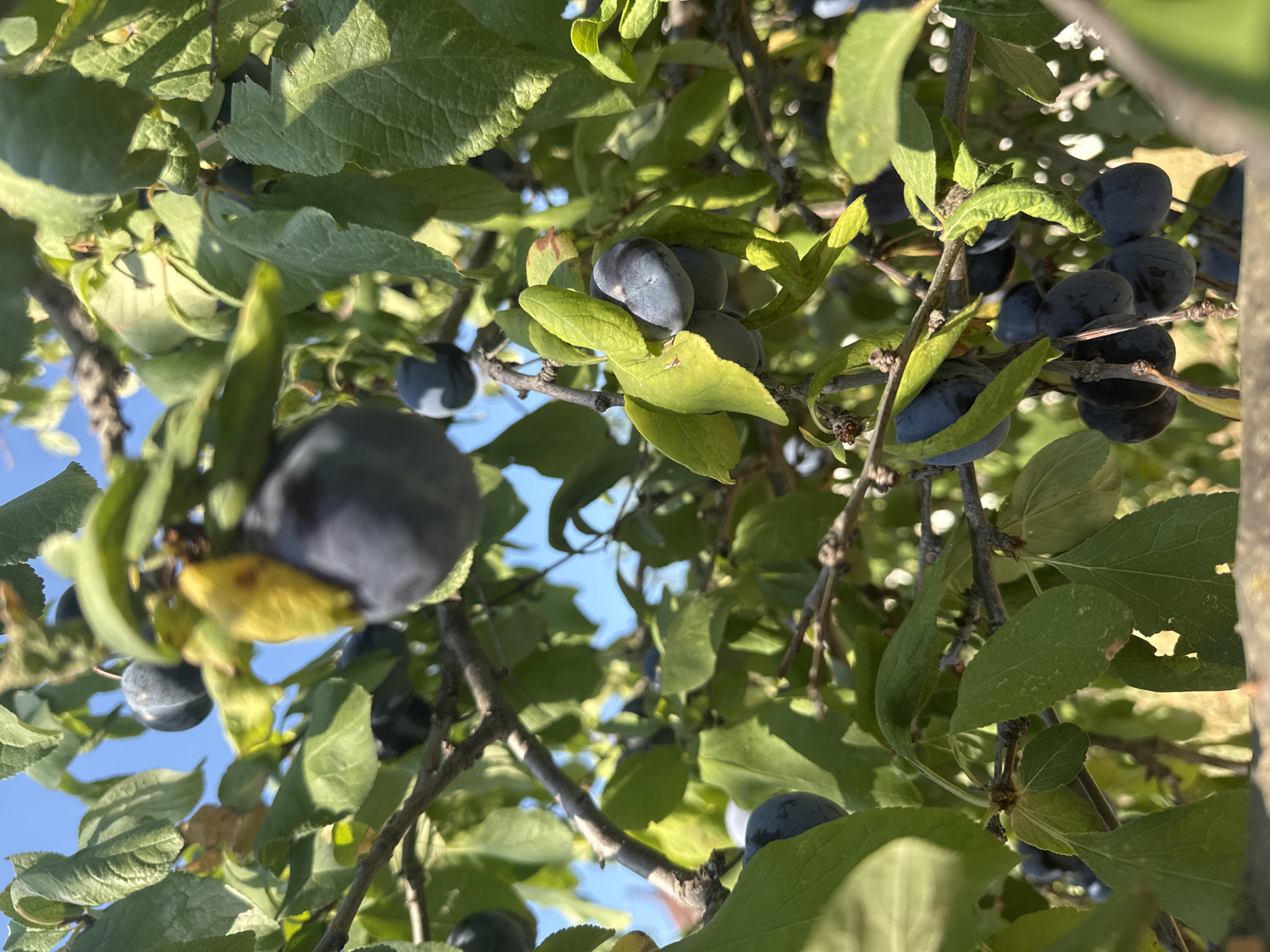 The image shows a close-up view of a plum tree with ripe, dark purple plums hanging from its branches. The plums are clustered together, some partially obscured by green leaves. The tree is outdoors, with a clear blue sky visible in the background. The sunlight filters through the leaves, casting shadows and highlighting the texture of the fruit. The overall impression is of a bountiful harvest. The location is Sabunchu Raion, Azerbaijan.