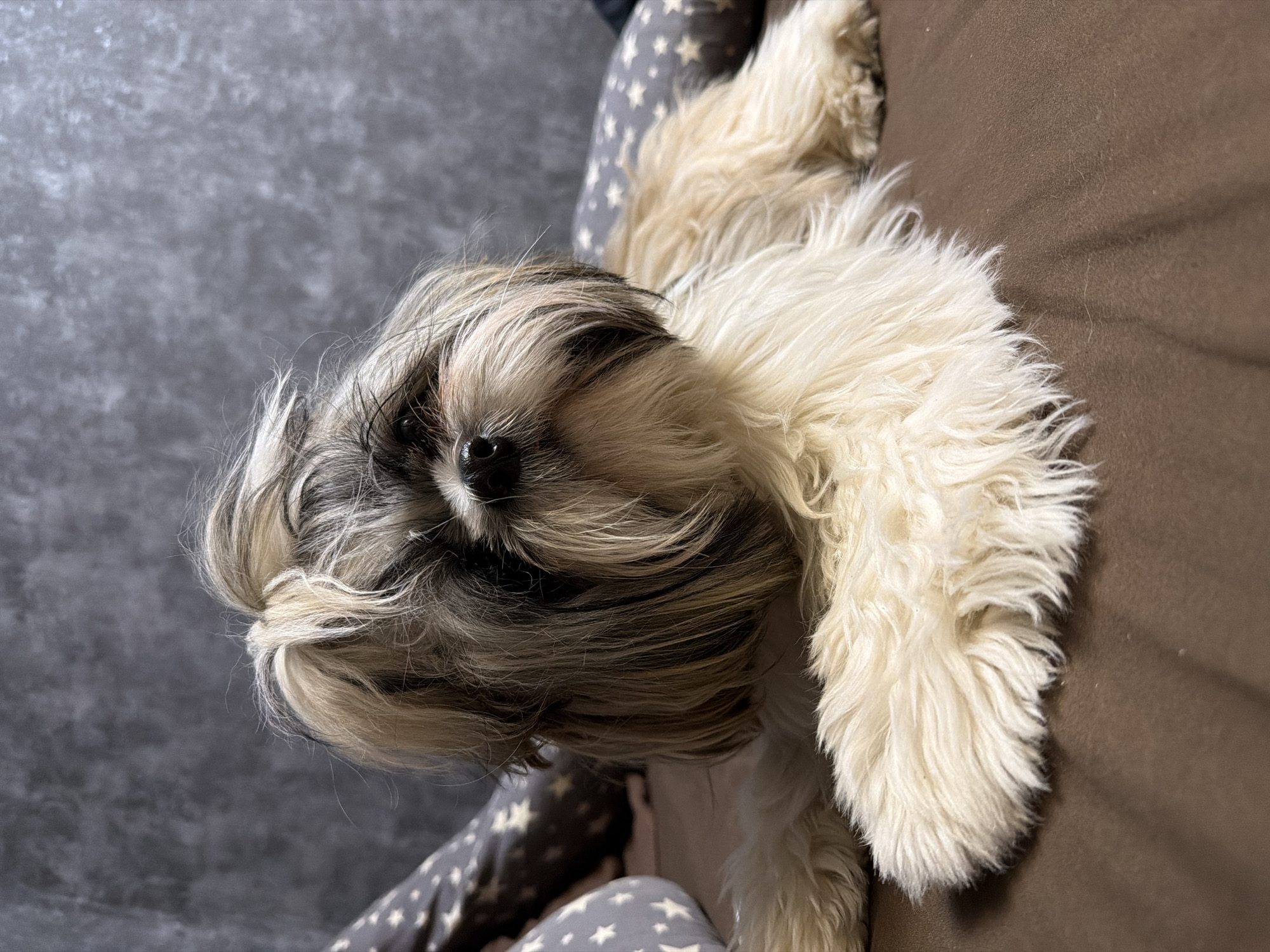 A close-up, eye-level shot depicts a Shih Tzu dog lying on a brown surface, with a patterned grey and white object also visible. The dog has long, layered fur, with a mix of white, tan, and black hues. Its face is partially obscured by its long fur. The background is a mottled grey color. The lighting appears to be indoor and possibly artificial. The breed's typical features of a small, flattened face and long fur are apparent.