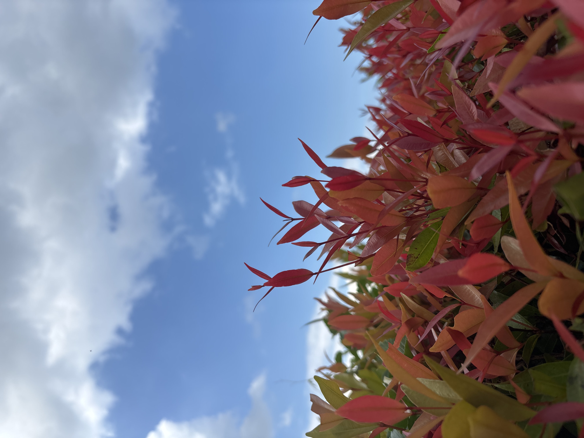 A ground-level shot oriented upward displays a vibrant red and green bush set against a backdrop of a partly cloudy sky. The bush is positioned to the right of the frame, with some leaves stretching towards the center. The sky, predominantly light blue, is adorned with scattered white clouds. The photo was taken outdoors. The location of the photo is Cemagi, Indonesia.