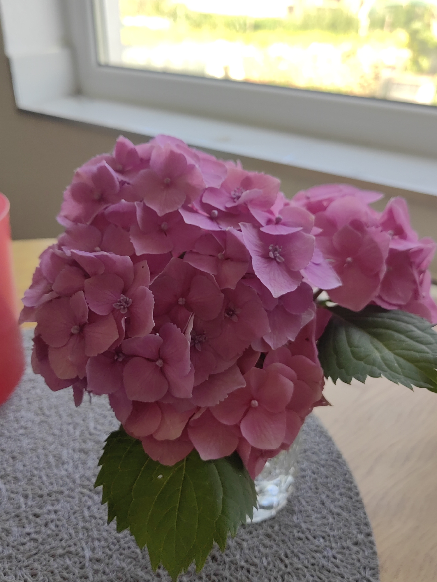 A close-up, high-angle shot showcases a vibrant pink hydrangea in a clear glass vase. The hydrangea is the focal point, with its clusters of delicate, petal-like florets filling most of the frame. Several deep green leaves are interspersed with the flowers, providing a contrast in color and texture. The vase sits on a textured, grey placemat, which rests on a light-colored wooden surface. In the background, a white windowsill separates the indoor scene from a blurred view of green foliage and sunlight, suggesting an outdoor environment. The image appears to have been taken indoors, possibly in a home or studio setting, in the city of Djerovo, Bulgaria.