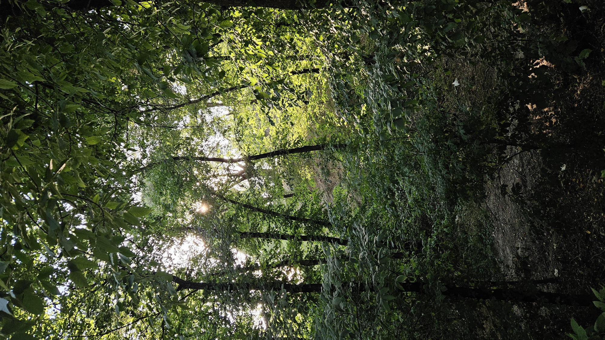 This image depicts a sun-dappled forest path in Almaty, Kazakhstan. The scene is dominated by lush green foliage, with sunlight filtering through the dense canopy, creating a dappled light effect on the path and surrounding undergrowth. Tall trees with dark bark form a natural frame for the view, and their leaves create a textured ceiling. The path itself appears to be made of dirt and scattered leaves, winding deeper into the forest. The overall impression is one of a serene and natural environment within the city.