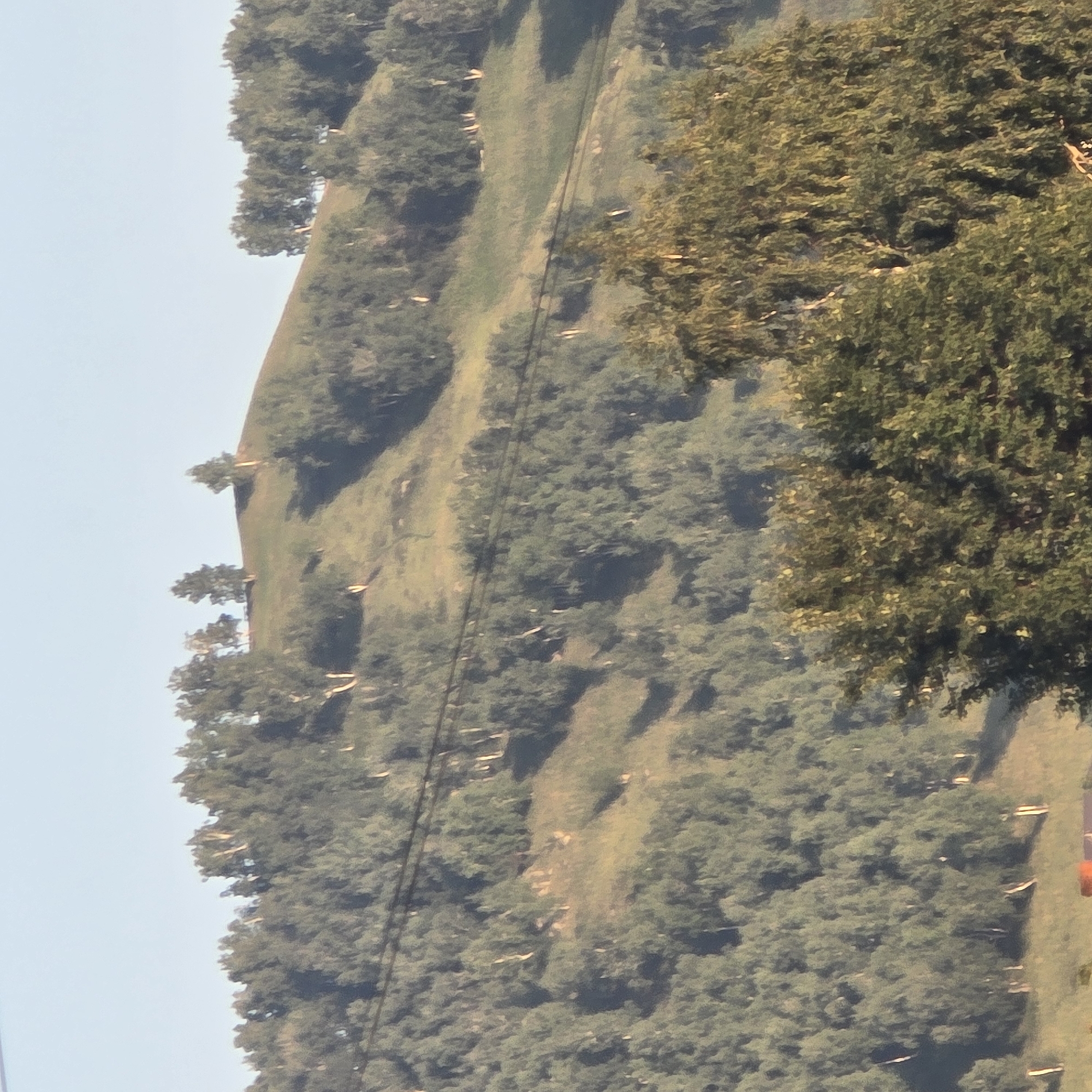 The image captures a hillside covered in trees and vegetation, with a clear sky above. The terrain appears to be uneven and sloping, with patches of lighter green indicating sunlit areas and darker green representing shaded areas. Some individual trees, possibly birch due to their lighter trunks, are visible scattered across the hillside. There are also some power lines stretching across the scene. In the foreground, a large, leafy tree dominates the lower right portion of the frame. The overall impression is of a natural, possibly rural or semi-rural landscape. Given the context of Belokurikha, Russia, this is likely a view of the surrounding natural environment characteristic of a mountain resort town, possibly showing a slope leading up to a higher elevation.