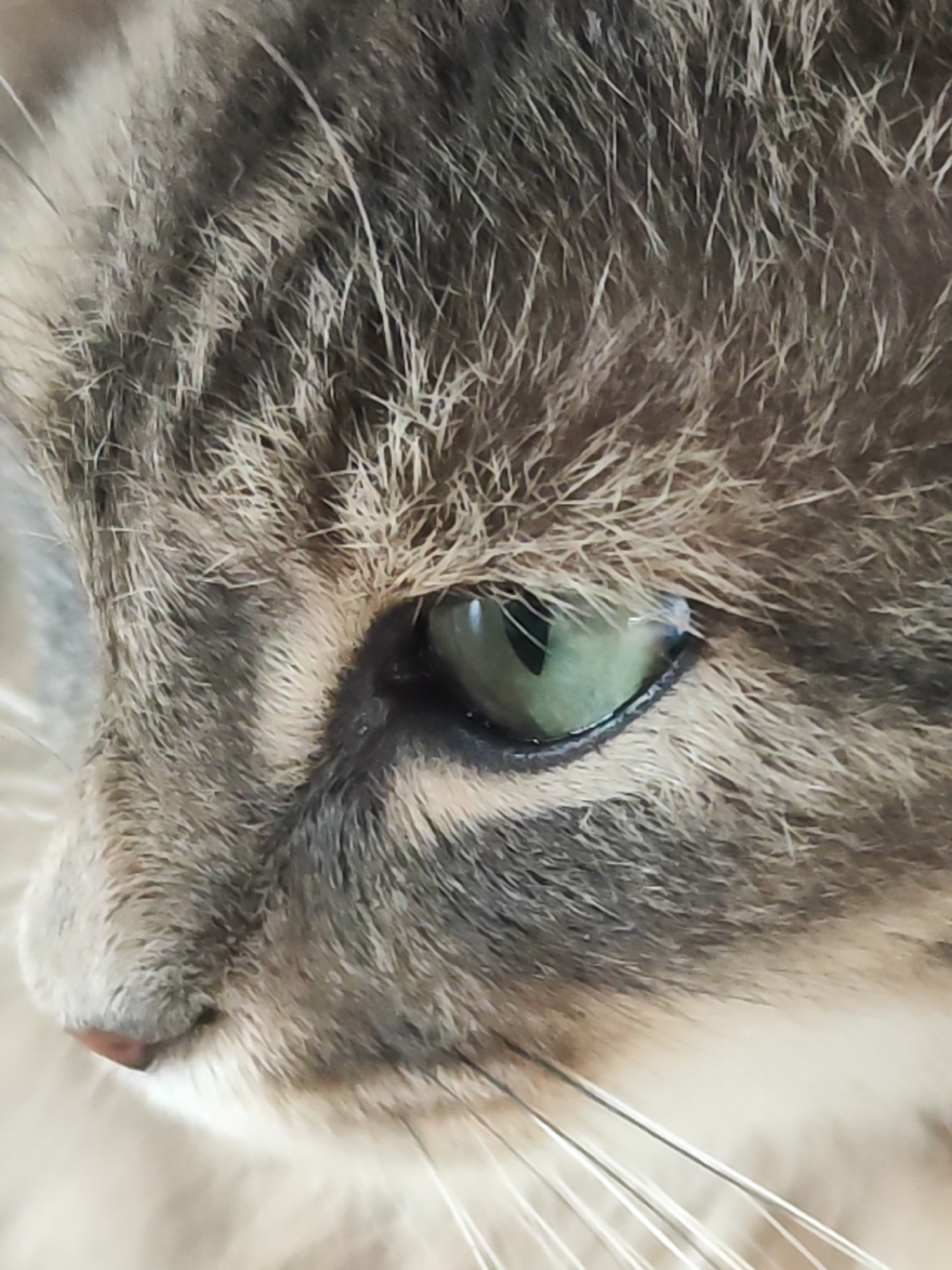 A close-up image shows the head of a tabby cat in profile, focusing on the area around its eye and nose. The cat has short fur with a mix of gray and brown tones. Its eye is green with a dark pupil and a visible highlight. The cat's nose is a light pink color. The whiskers are long and white. The image does not provide information to determine if it was taken in the city of Chaikovsky, Russia or any other location. There is no evidence in the picture of humans, subjects, objects, actions, interactions, or the environment beyond the cat itself.