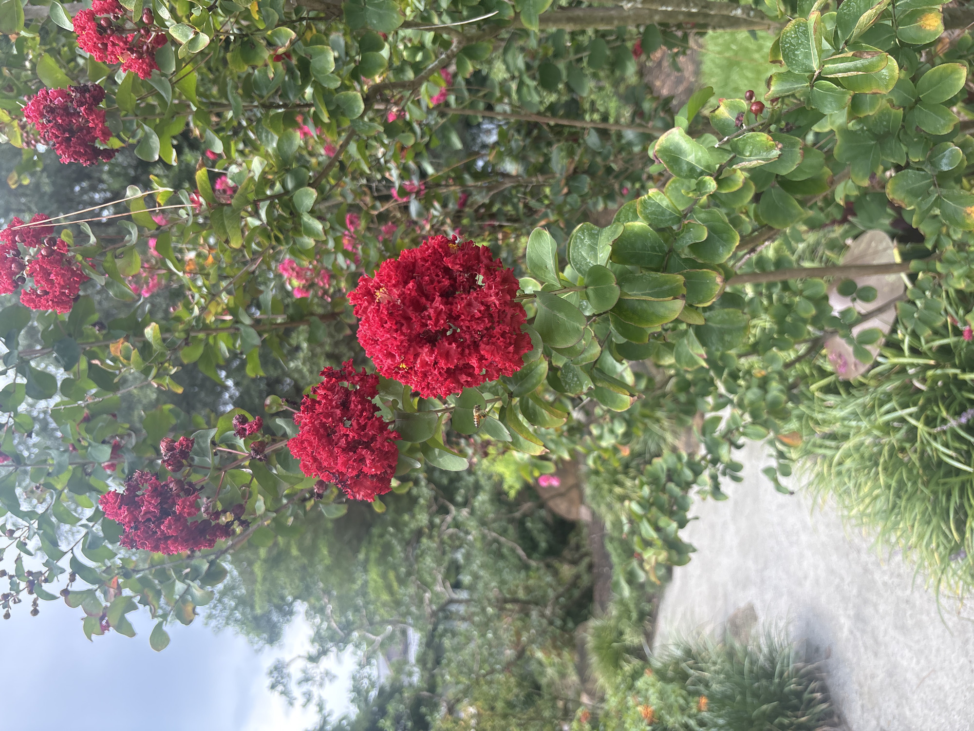 An outdoor, eye-level shot captures a branch of a flowering plant with bright red clusters of flowers. The plant's green leaves are visible, some showing signs of browning at the edges. In the background, a stone pathway winds through a garden filled with lush green foliage and hints of other colorful flowers. The sky is overcast. A bee is visible flying near the red flowers. The location is Delray Beach, United States of America.