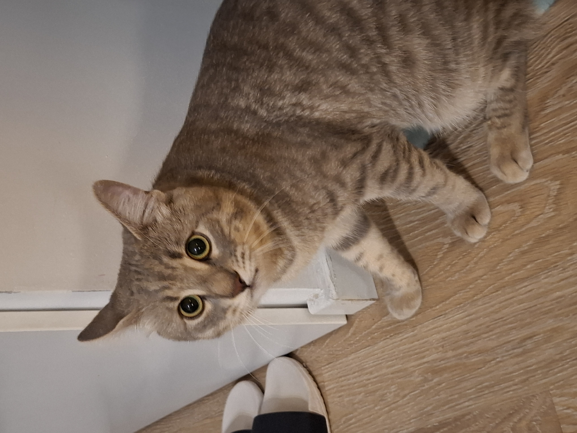 A tabby cat is crouched on a wooden floor next to a white door frame. The cat has large, round yellow eyes and grey and brown stripes. Its paws are visible on the floor. In the background, a pair of white slippers with black straps are visible. The scene appears to be indoors. No specific location in Zemun Urban Municipality, Serbia can be determined from the image.
