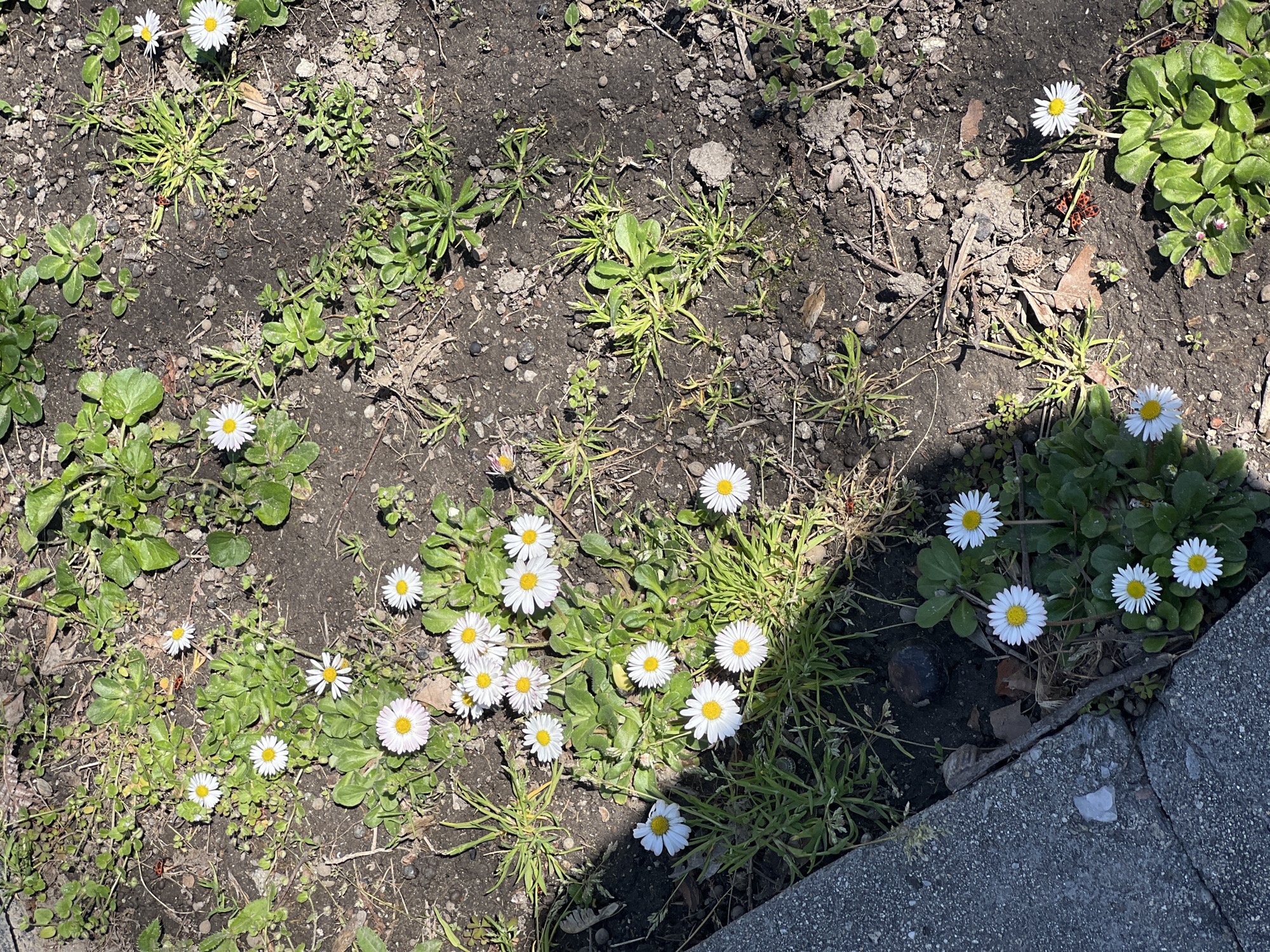 A ground-level view reveals a patch of soil interspersed with green vegetation and a scattering of white daisies. The soil is a mix of dark earth and small pebbles. Several clumps of daisies are clustered together, showcasing white petals surrounding yellow centers. Patches of various green plants grow amidst the daisies and soil. A concrete edge is visible at the bottom right corner of the frame. The location is likely a garden or park area in Plovdiv, Bulgaria, based on the commonality of daisies and the likely setting.