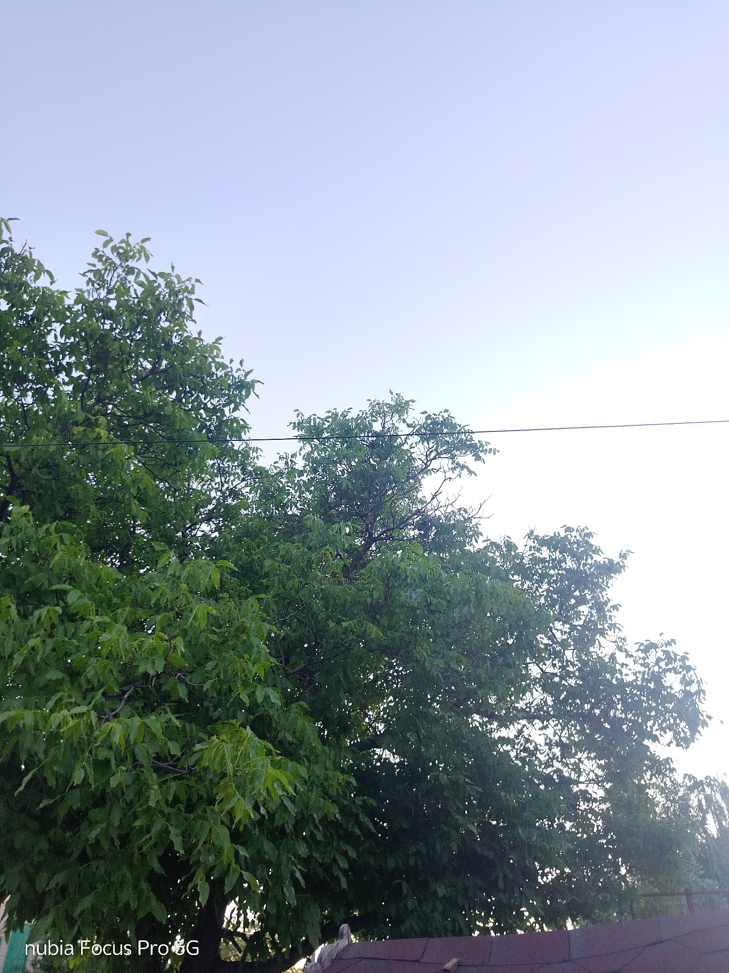 The image shows a close-up view of lush green trees against a pale sky. A thin black wire runs horizontally across the upper portion of the image, with the trees appearing to grow on either side of it. The leaves of the trees are dense and appear healthy, with some branches visible in between. The lower edge of the image shows the top of a dark, sloped roof. The overall impression is of an outdoor scene, likely a residential area, with natural elements dominating the frame. The text "nubia Focus Pro 5G" is visible in the bottom left corner. No people or actions are depicted. The location is identified as Dnipro, Ukraine.