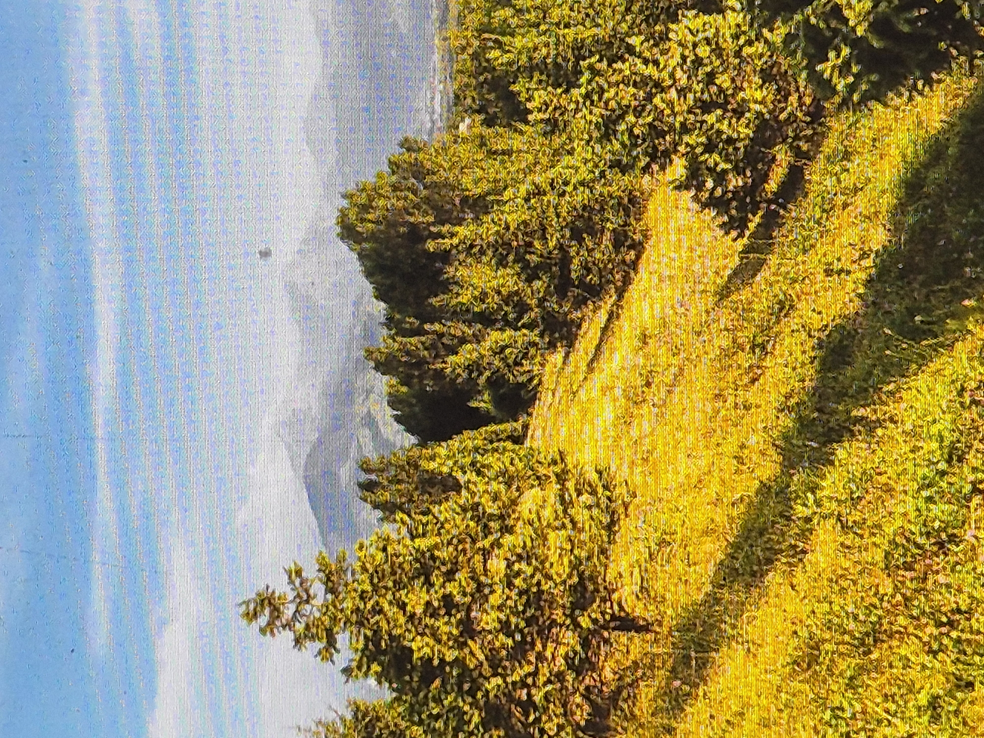 This media file depicts an outdoor scene with lush, green foliage predominantly featured. The image appears to be a photograph of a natural landscape. The foreground is dominated by dense trees and bushes with vibrant green leaves, suggesting a flourishing ecosystem. The sunlight creates a warm glow, highlighting the textures of the leaves and the uneven terrain of a grassy slope. In the background, there is a hazy view of mountains or hills, partially obscured by a light, overcast sky. The overall impression is of a tranquil, possibly rural or mountainous environment in Ukraine, specifically Sozonivka. The lighting and the vibrancy of the vegetation suggest it might be daytime, possibly late spring or summer, with mild weather. There is no visible text or discernible activity taking place, making it a static landscape image.