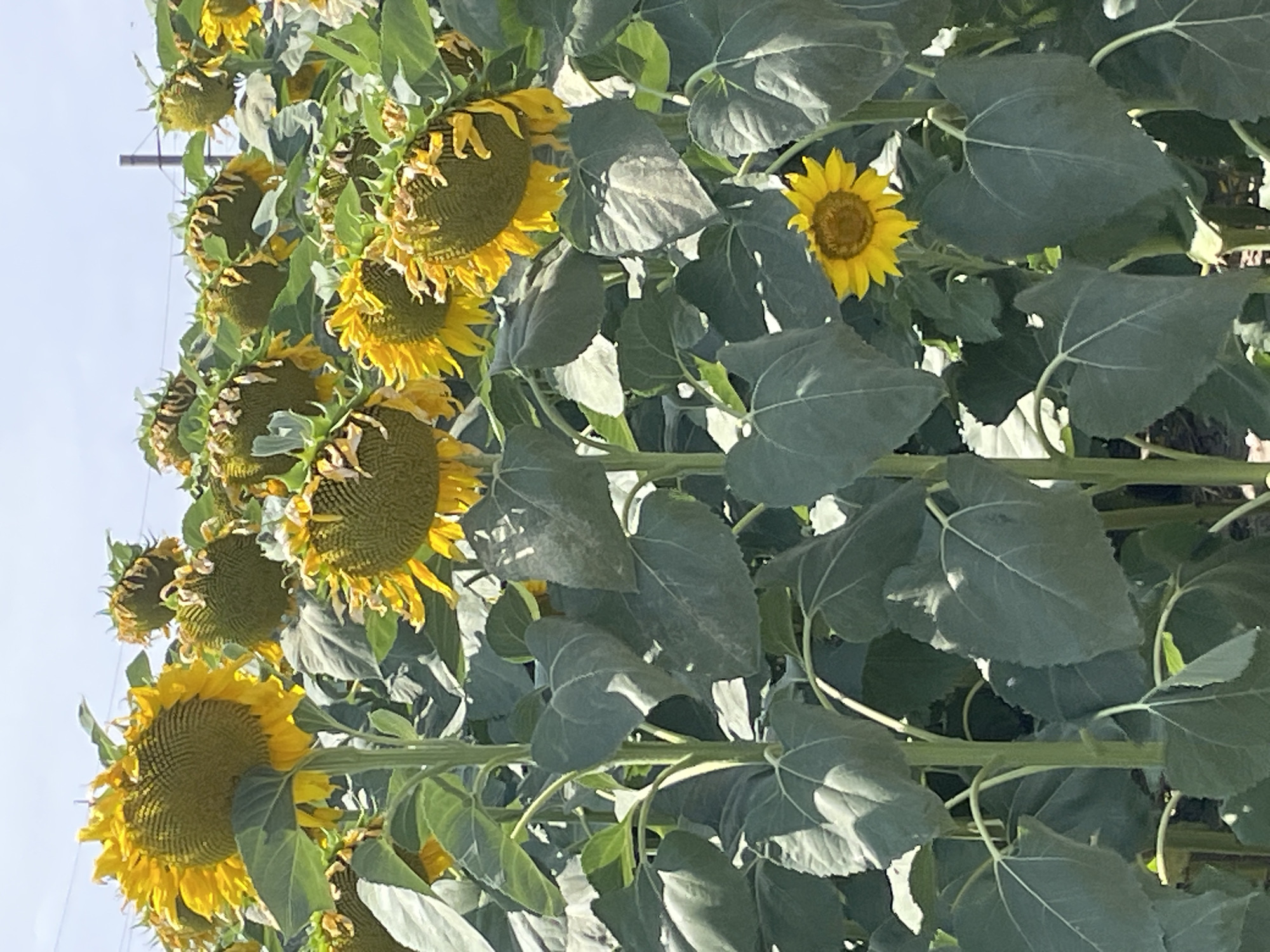 A field of sunflowers is shown under a clear sky. The sunflowers are in various stages of bloom, with some fully open and others wilting. The foreground is dominated by large, dark green leaves and thick stalks. In the middle ground, several large sunflowers with yellow petals and brown centers are visible. Some of these sunflowers are drooping, with their petals beginning to dry and fall. In the background, more sunflowers and green foliage are visible, extending into the distance. A power line pole and wires are faintly visible in the upper right portion of the image. The scene appears to be located in Razvilnoye, Russia, based on the provided context.