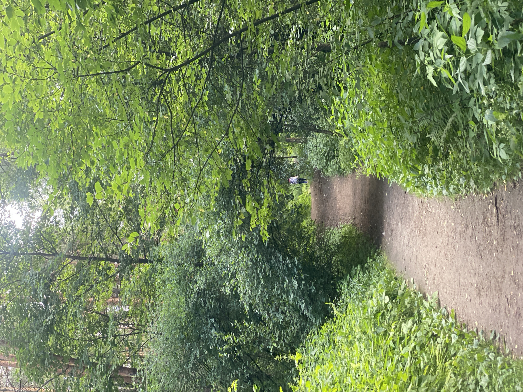 This image depicts a dirt path winding through a lush, green forest. The path is surrounded by dense foliage and trees with vibrant green leaves. The sun is shining, casting dappled light through the canopy, suggesting it's daytime, likely a warm and pleasant day.
In the distance, a person can be seen walking along the path. They are wearing a horizontally striped top and dark bottoms. The overall mood of the image is tranquil and serene, evoking a sense of peace and connection with nature. The setting appears to be a natural park or woodland area, possibly in Kotelniki, Russia, given the location context. No text is visible in the image.