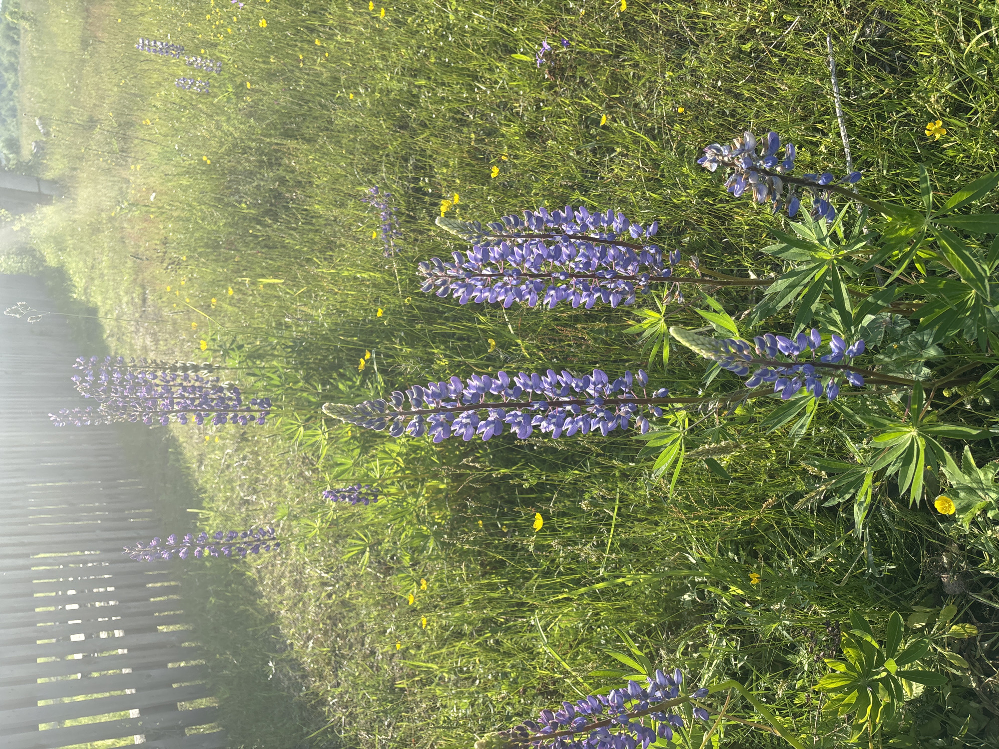 The image depicts a sunlit meadow with a weathered wooden fence in the background, located in the city of Kurgan, Russia. Numerous stalks of purple lupine flowers are in bloom, interspersed with smaller yellow buttercups and green grass. The sunlight casts a bright glow across the scene, creating lens flare. The overall environment is natural and rural. There are no people or animals visible in the image.