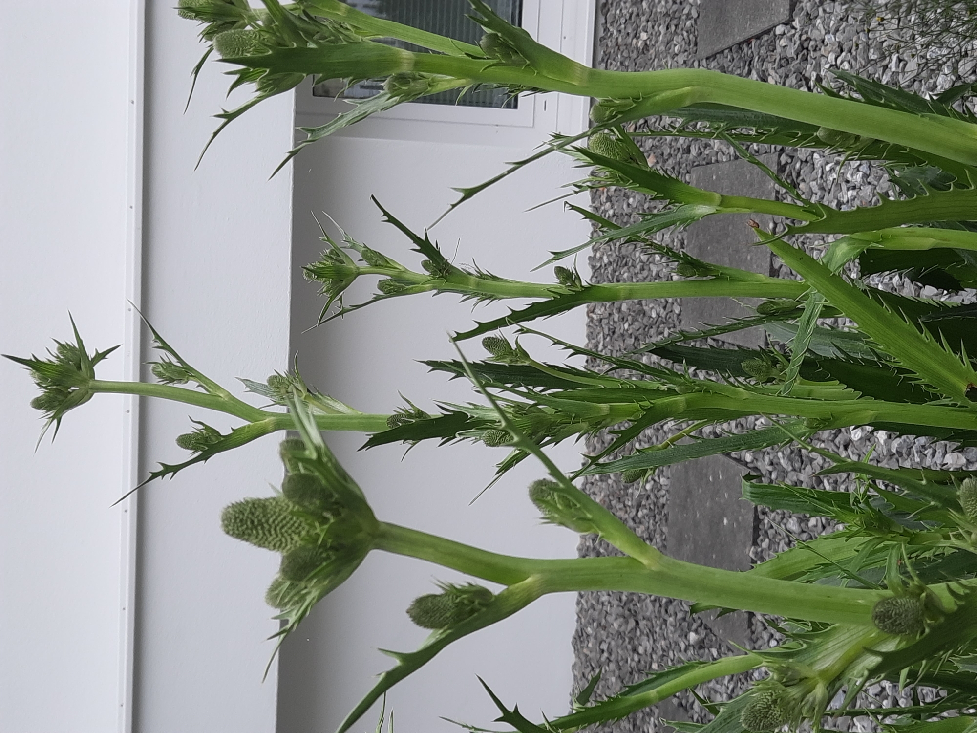 A close-up, eye-level, vertical shot captures the upper portion of several tall, spiky green plants growing in a garden area outside a white building. The building's facade features a horizontal band and a window with white trim and blinds. The ground is covered with grey gravel and interspersed with square stepping stones. The plants have thick, green, ribbed stems with numerous sharp spines. At the top of the stalks are developing flower buds that are cone-shaped and green, some enclosed by spiky bracts. The buds vary in size and stage of development. The lighting is natural, suggesting an outdoor daytime setting. The image was taken in Rosenheim, Germany.