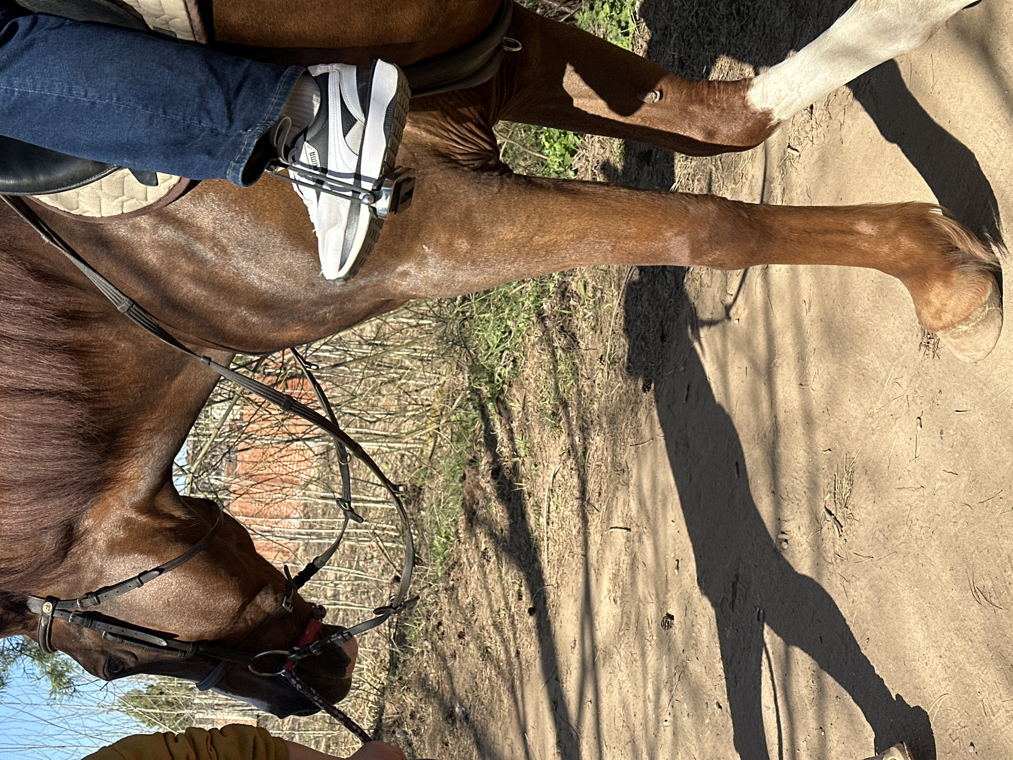 A person in blue jeans and white and black Puma sneakers is riding a brown horse with a white marking on its lower front leg. The horse is equipped with a black saddle and bridle. The scene is outdoors, with a dirt path and sparse vegetation visible. In the background, trees are seen against a blue sky. The location is indicated as Русский Вожой, Russia.