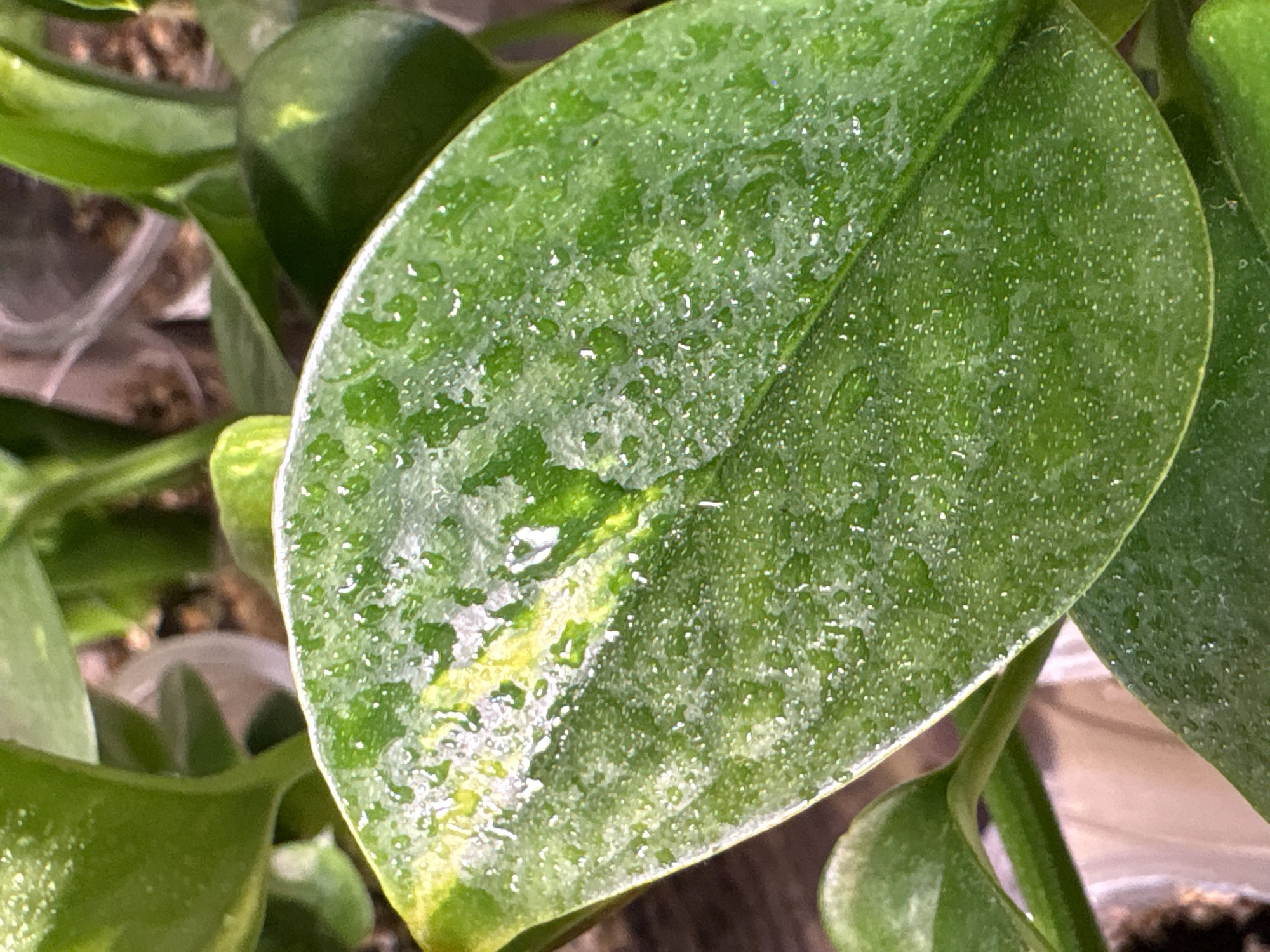 A close-up shot focuses on a glossy green leaf covered in water droplets. A yellow streak runs diagonally across the leaf's surface. Other leaves and parts of the plant are visible in the background. The photograph was taken indoors. There is no evidence to suggest this image was taken in Saint Petersburg, Russia.