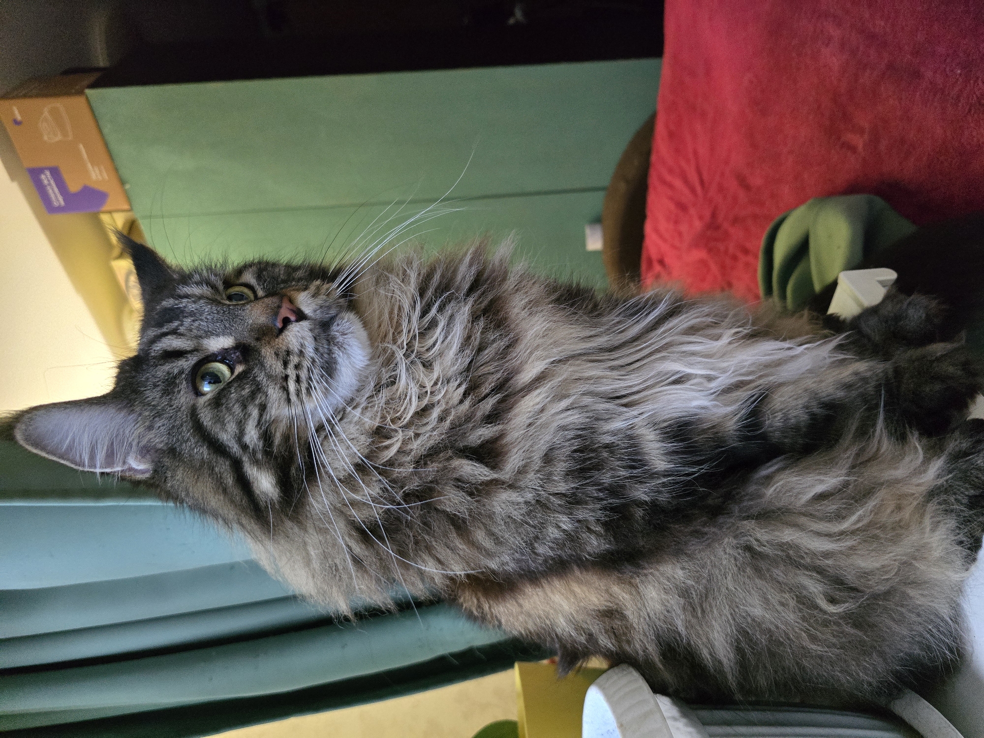 A long-haired, tabby cat is sitting on a red surface, possibly a bed, in front of a green curtain. The cat is looking to the right with its ears perked up. The background includes a green cabinet with boxes on top. The scene appears to be indoors.