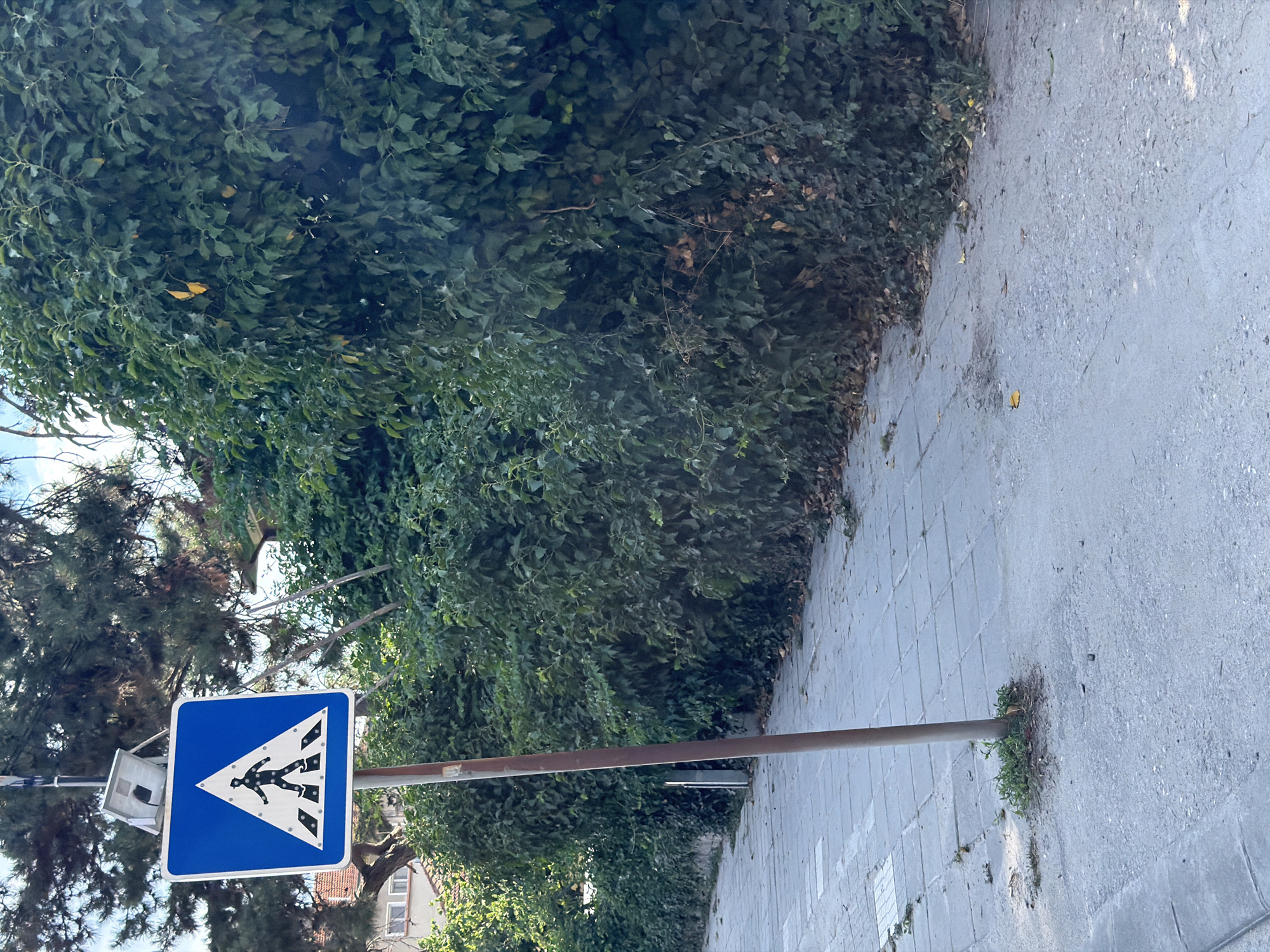 The image depicts a pedestrian crossing sign in Plovdiv, Bulgaria. The sign, a blue square with a white triangle inside displaying a black silhouette of a person walking across a crosswalk, is mounted on a metal pole. The pole is located on a paved sidewalk adjacent to a dense green hedge. The sidewalk is made of gray square tiles. The background shows trees and a building with a red roof. Sunlight casts shadows on the sidewalk.