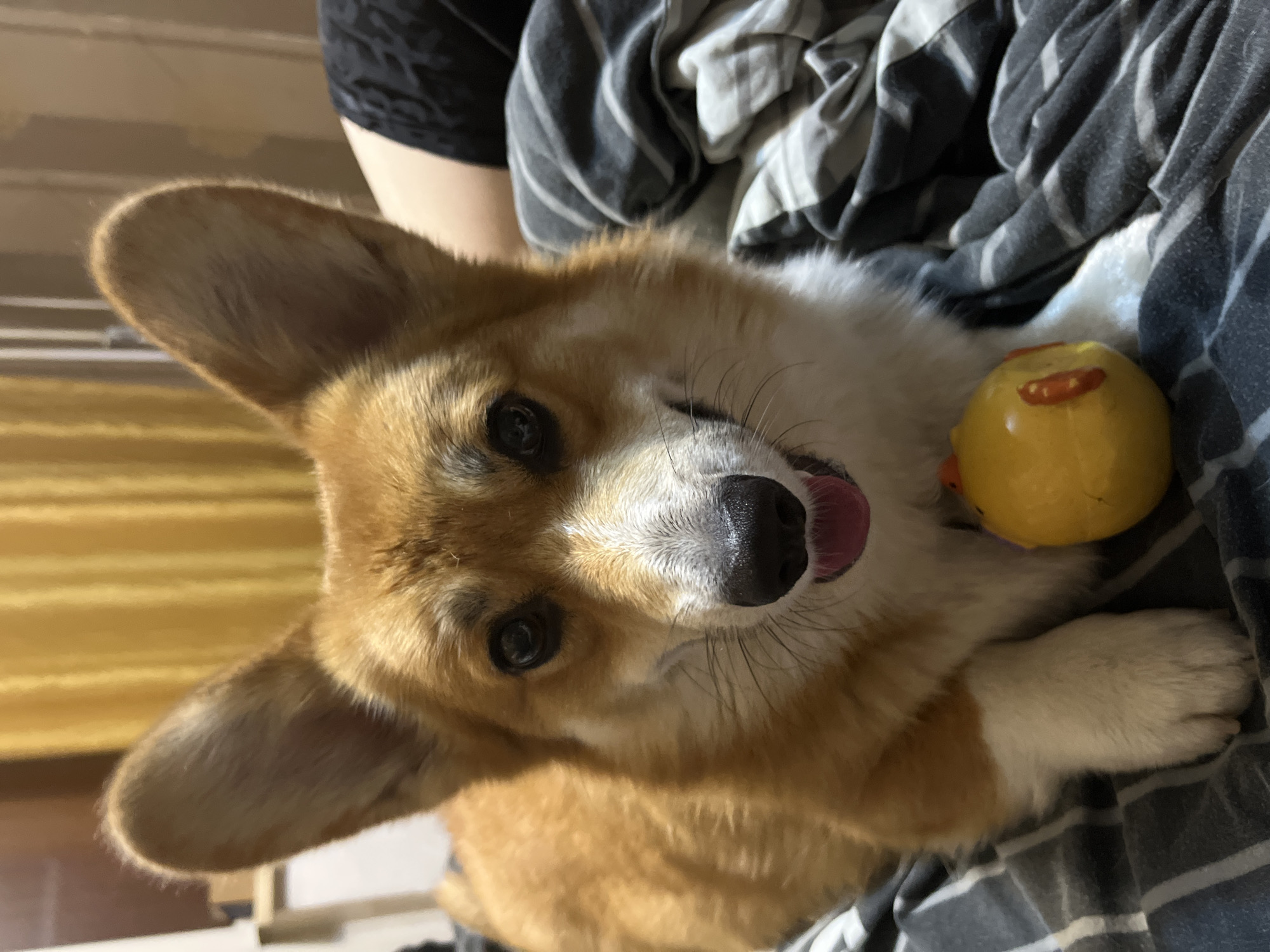 A corgi dog is lying on a bed with a yellow toy. The dog's fur is orange and white. The dog has large ears and a pink tongue sticking out. The bed is covered in a striped blanket. A person's leg is visible in the background. The environment appears to be a bedroom. The image was taken in Bilenke, Ukraine.