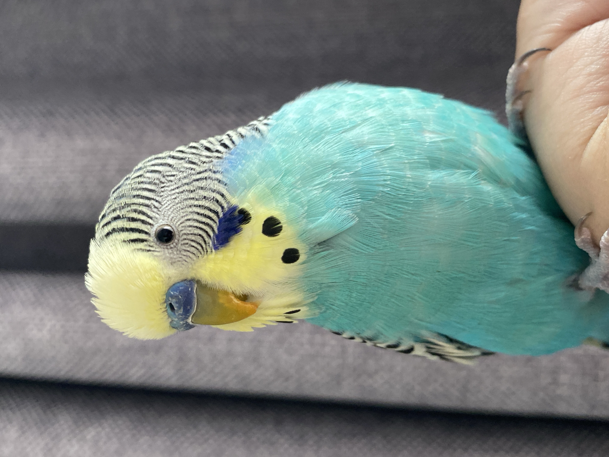 A close-up photograph captures a budgerigar perched on a human finger. The bird exhibits a combination of colors: a black and white striped pattern on its head, transitioning into a vibrant blue on its body. Its face displays a yellow hue around the beak and below the eyes, marked with small, black spots. The beak is blue at the base, blending into a yellowish color towards the tip. The bird is positioned at an angle, showing its side and head in detail. The background consists of a textured gray surface, possibly fabric. The human finger is partially visible, suggesting a close interaction between the person and the bird.