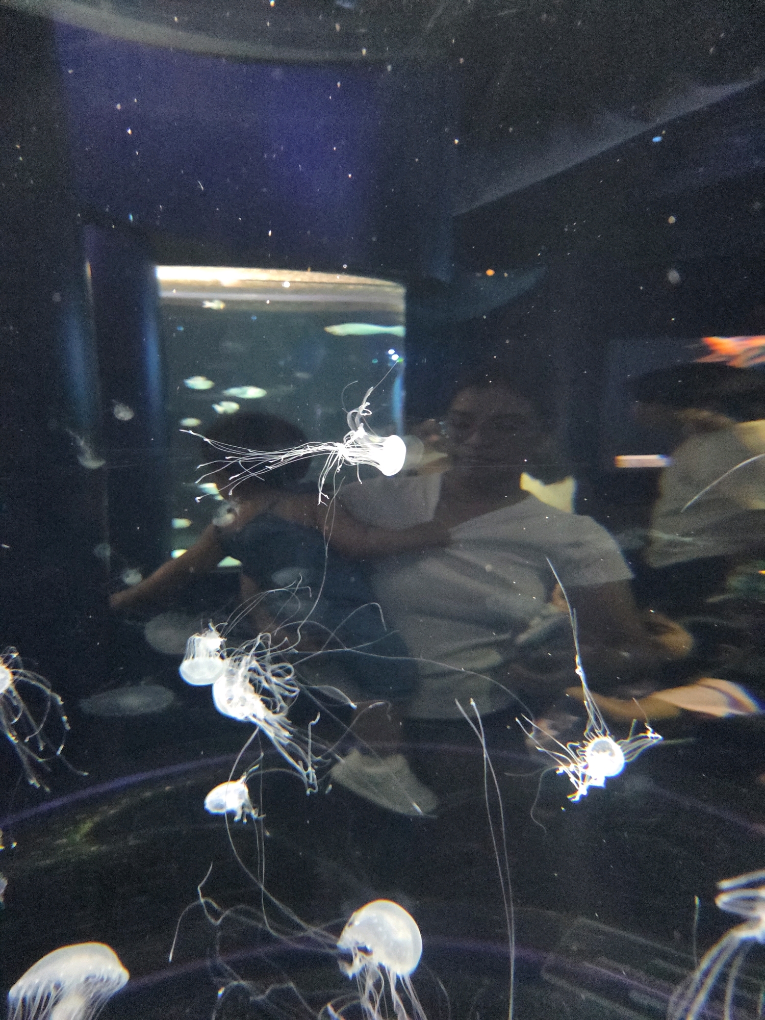 The image depicts a dimly lit aquarium tank filled with jellyfish in Long Beach, California. Several translucent jellyfish with long, thin tentacles are visible, some illuminated and appearing to glow. In the background, the blurred figures of two people are seen, seemingly observing the marine life. One person, closer to the foreground, is wearing a white shirt and appears to be holding a child, though their features are indistinct. The overall environment is dark, with small specks of light scattered throughout, possibly indicating debris or distant illumination within the aquarium.