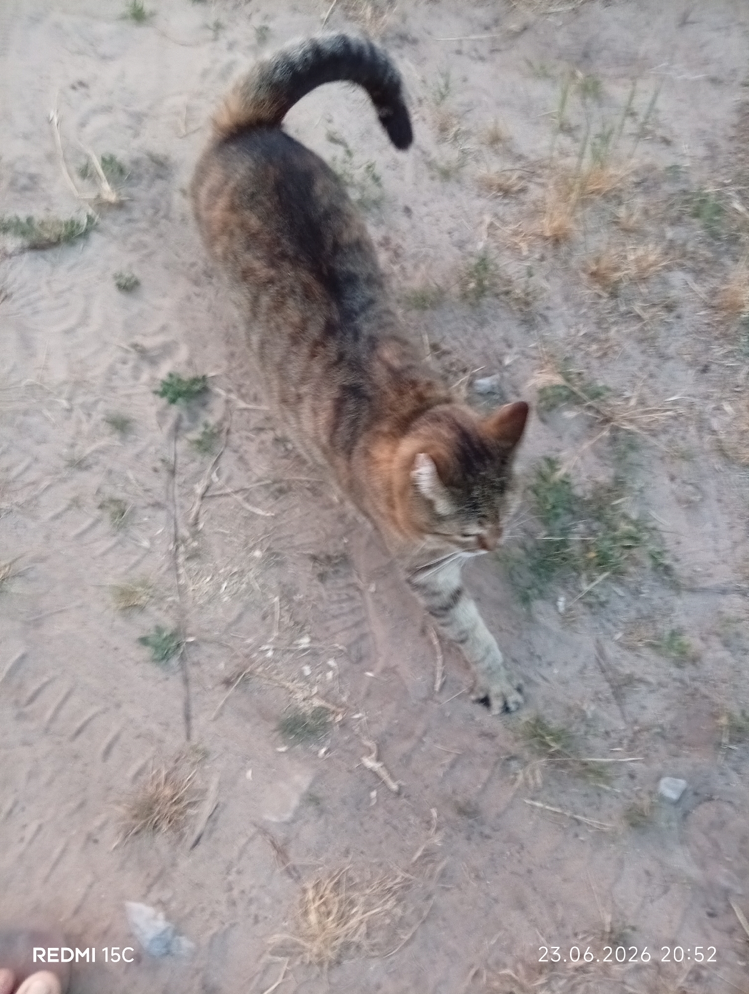 A tabby cat stretches in an outdoor, dusty setting. The cat, with its tail curved upwards, is positioned in the center of the frame, facing to the right. Its fur displays a pattern of brown and black stripes, with lighter coloring on its underside. One of its front paws is extended, showing its claws. The ground is a mixture of sand and dry grass, with a few green shoots scattered throughout. The scene appears to be a casual moment, possibly in a yard or a field. The lighting suggests it is either early morning or late afternoon.
Visible text in the bottom left corner reads "REDMI 15C", indicating the device used to capture the image. In the bottom right corner, the date "23.06.2026" and time "20:52" are displayed. The location context provided is Mykolaivka, Ukraine. There are no people visible in the image.